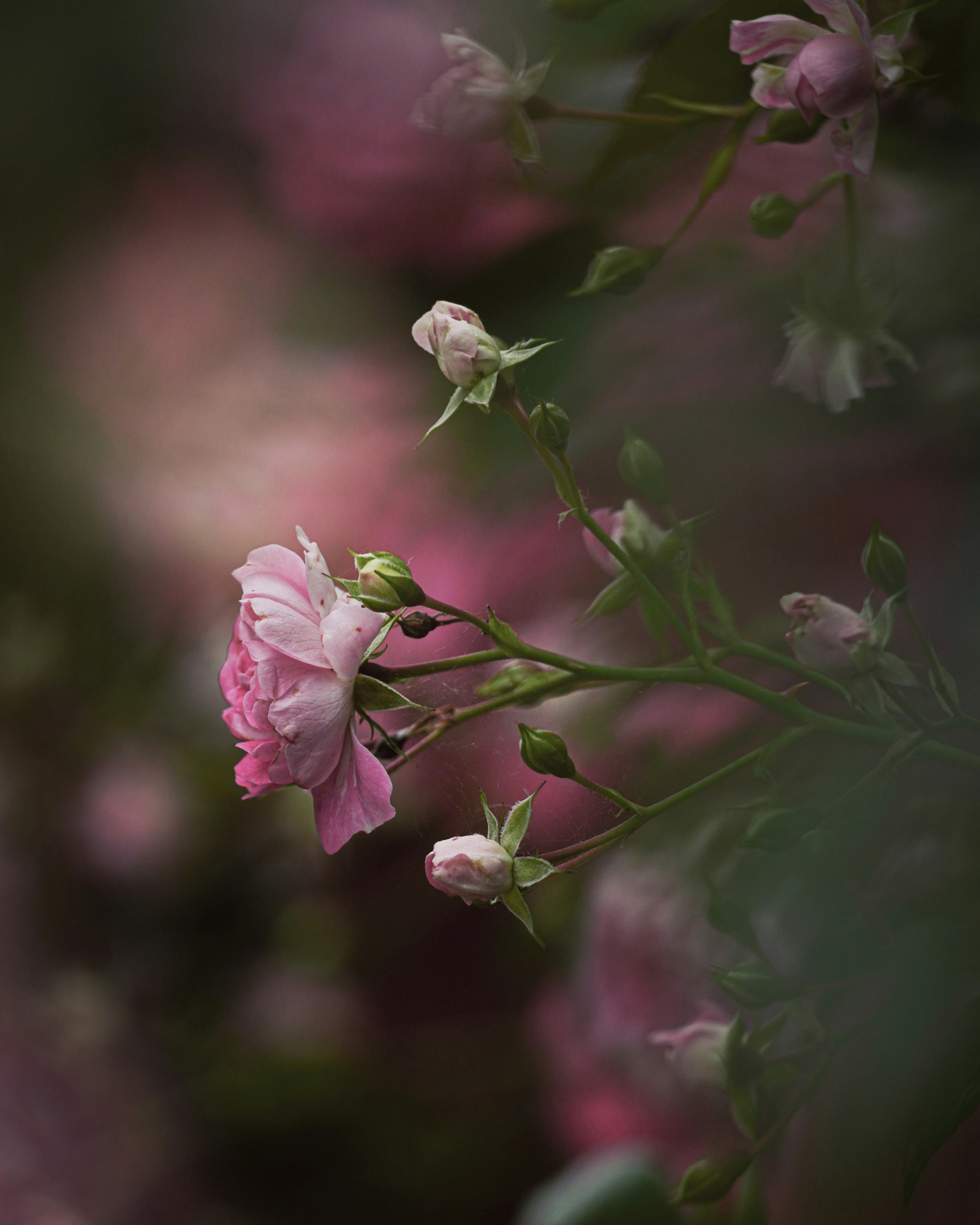 薔薇の花とつぼみのクローズアップ