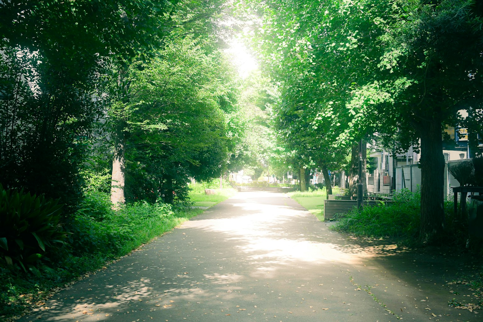 ทางเดินเงียบสงบที่ล้อมรอบด้วยต้นไม้สีเขียวพร้อมแสงอ่อนที่ส่องผ่านต้นไม้