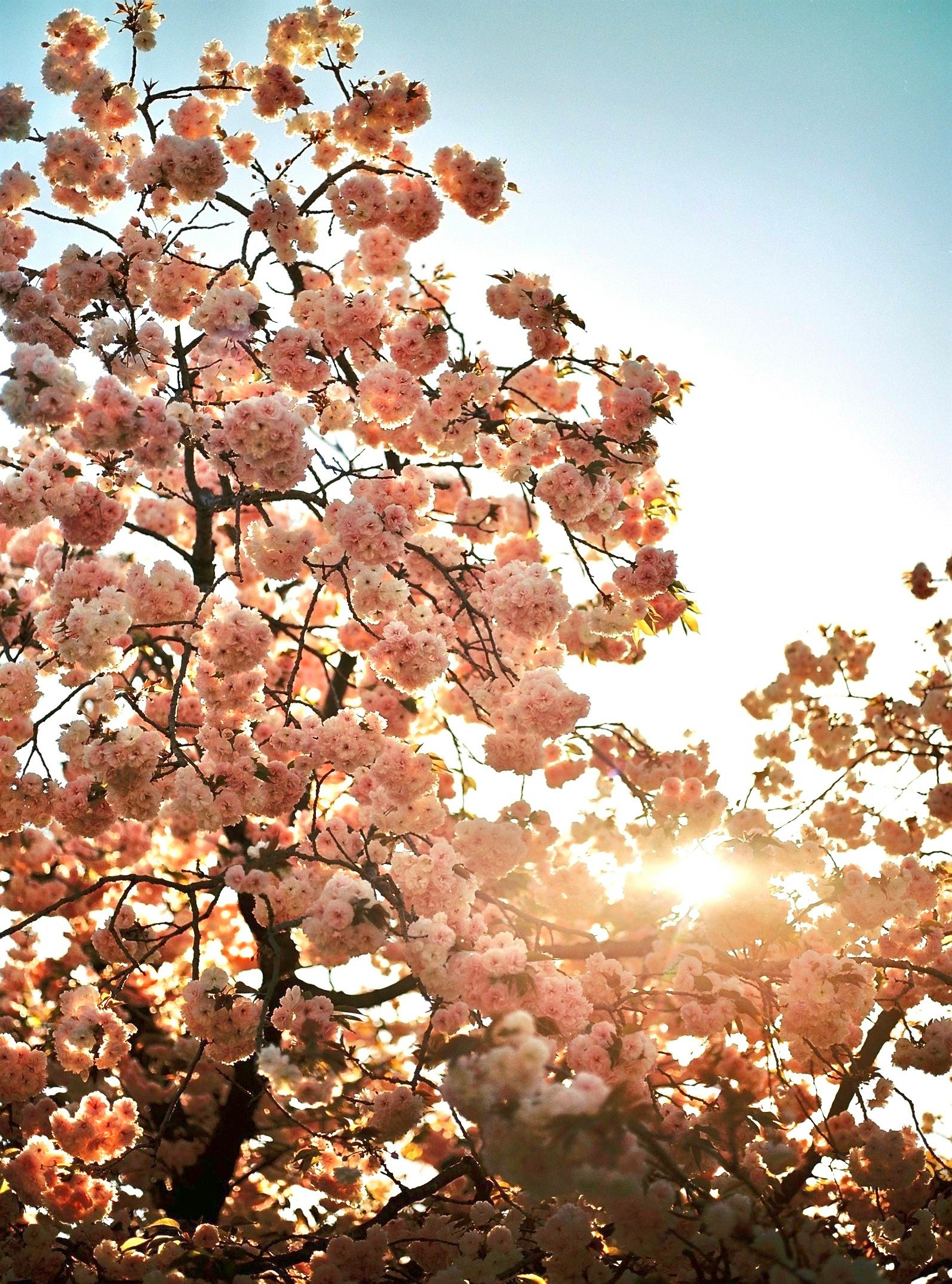 桜の花が咲き日差しが差す空の下の枝