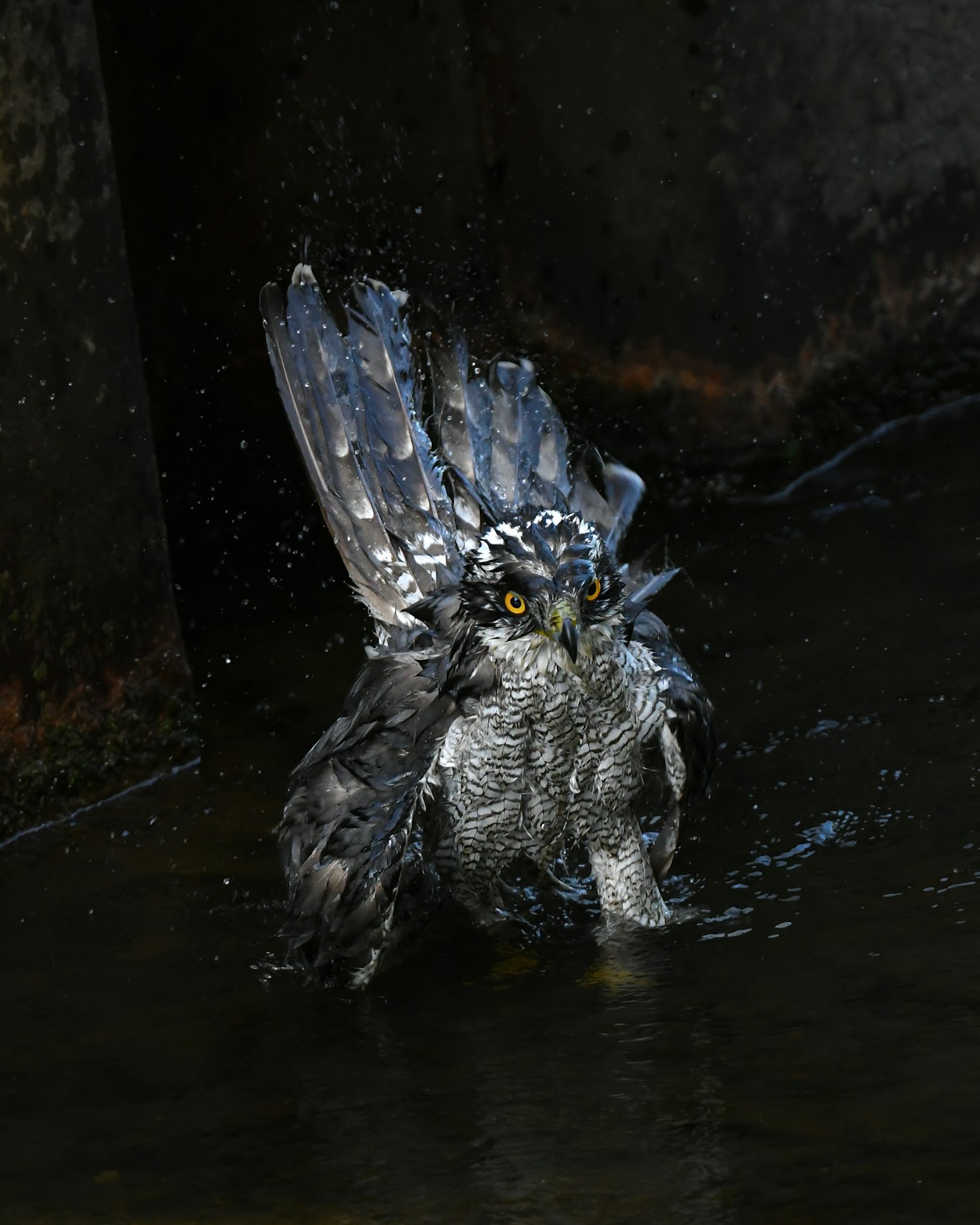 Owl spreading its wings in water