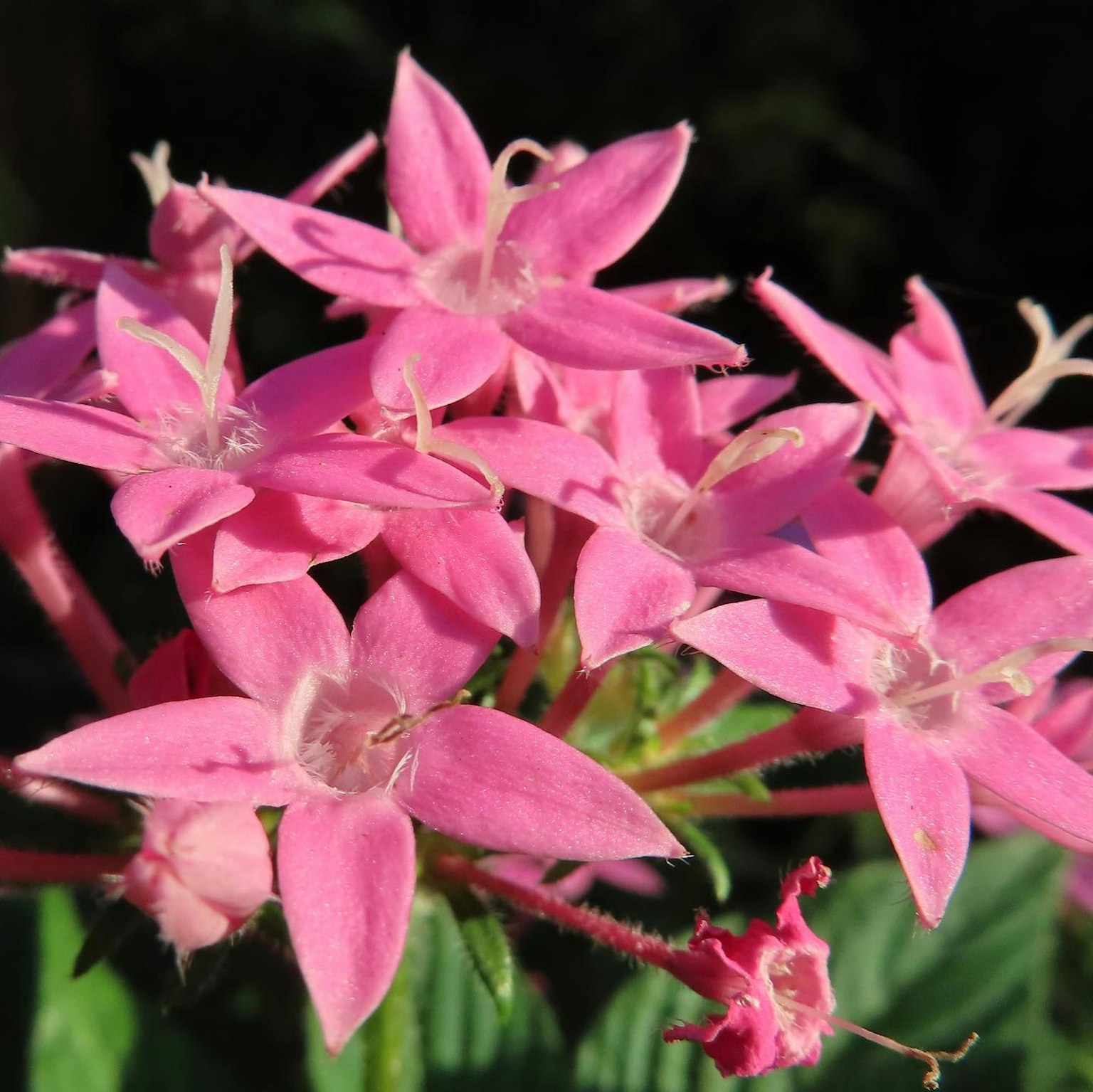 Flores en forma de estrella de color rosa vibrante agrupadas