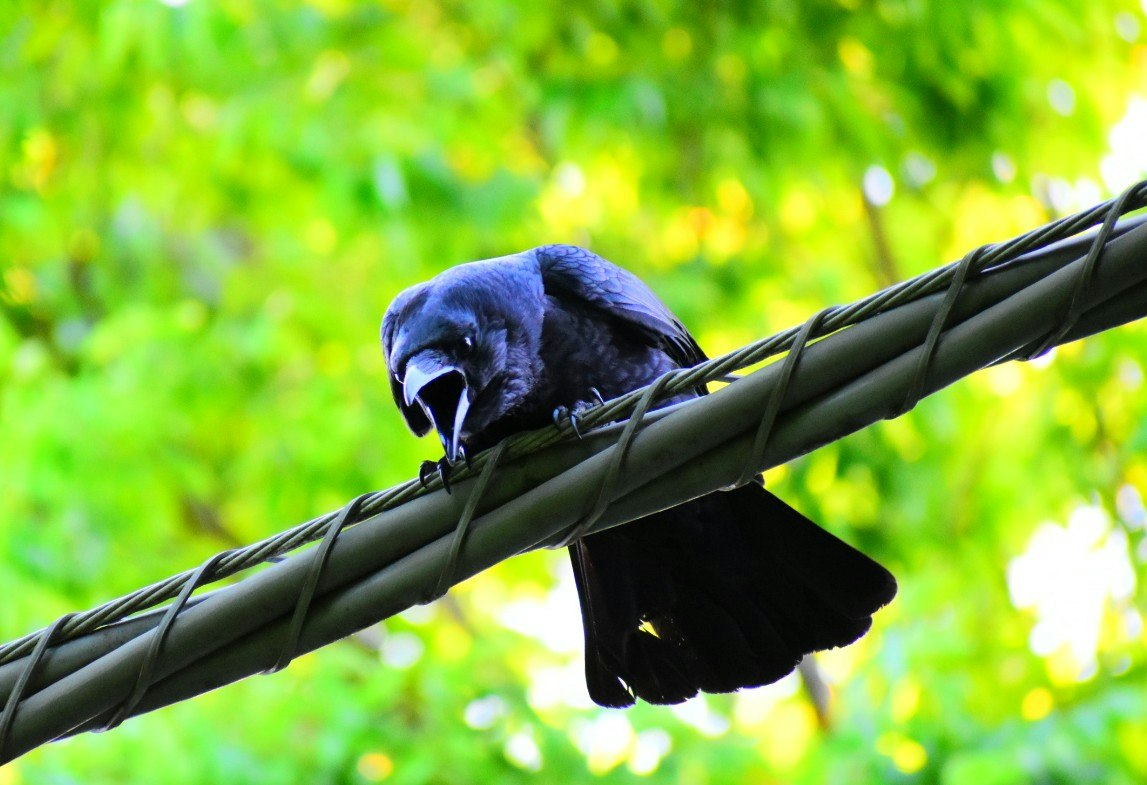 Close-up of a crow perched on power lines with a bokeh background
