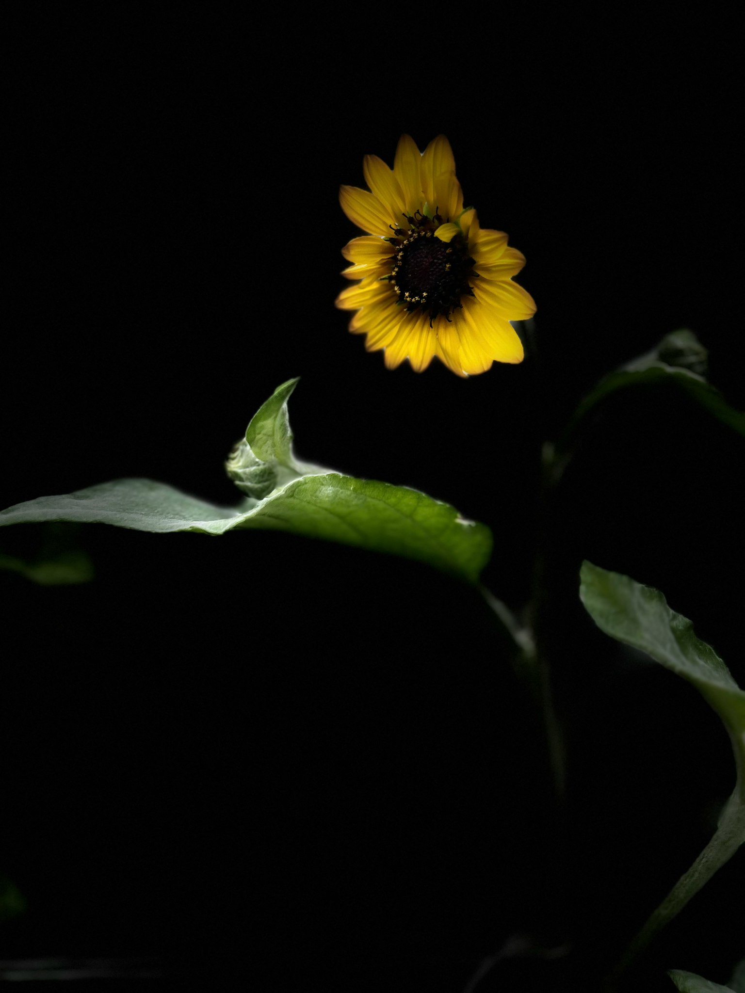 Girasol y hojas sobre fondo oscuro