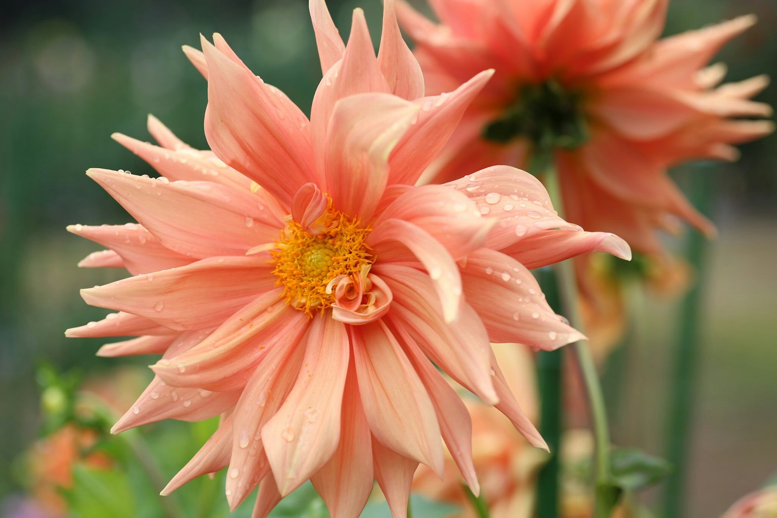Fleur de dahlia rose en pleine floraison