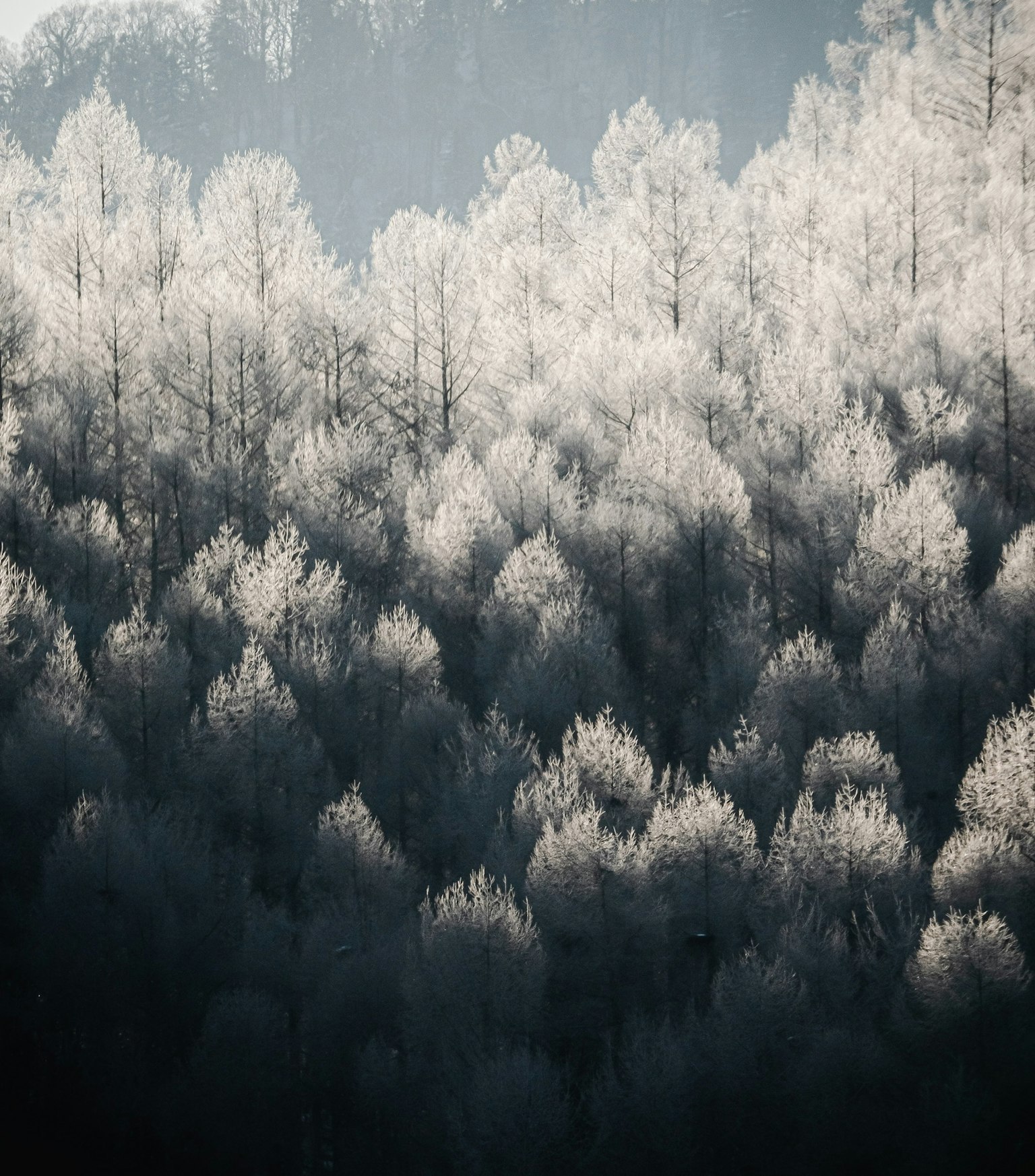 Von Frost bedeckte Bäume in einer nebligen Landschaft mit sanftem Licht