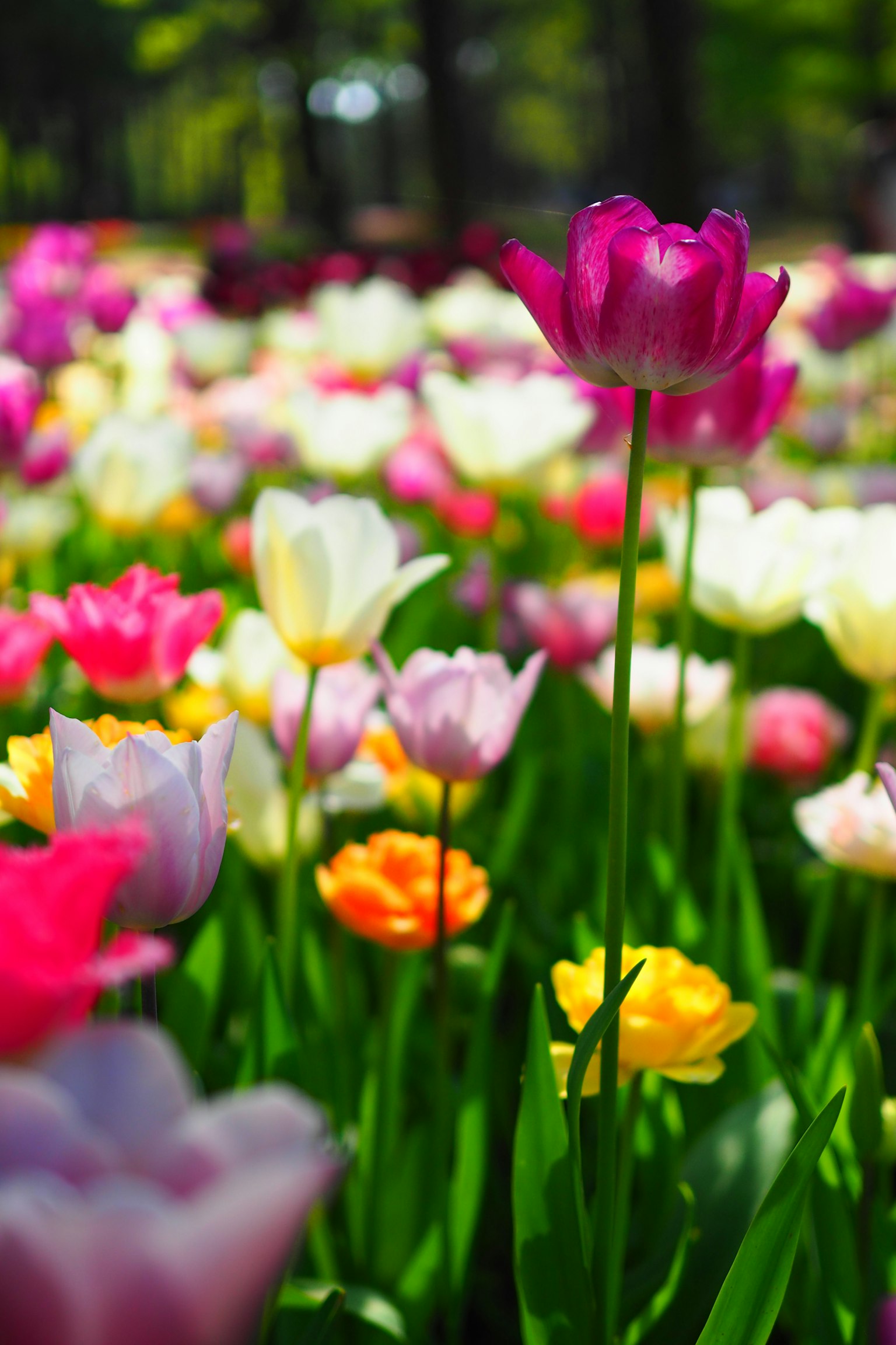 A vibrant flower garden featuring a purple tulip standing among colorful tulips