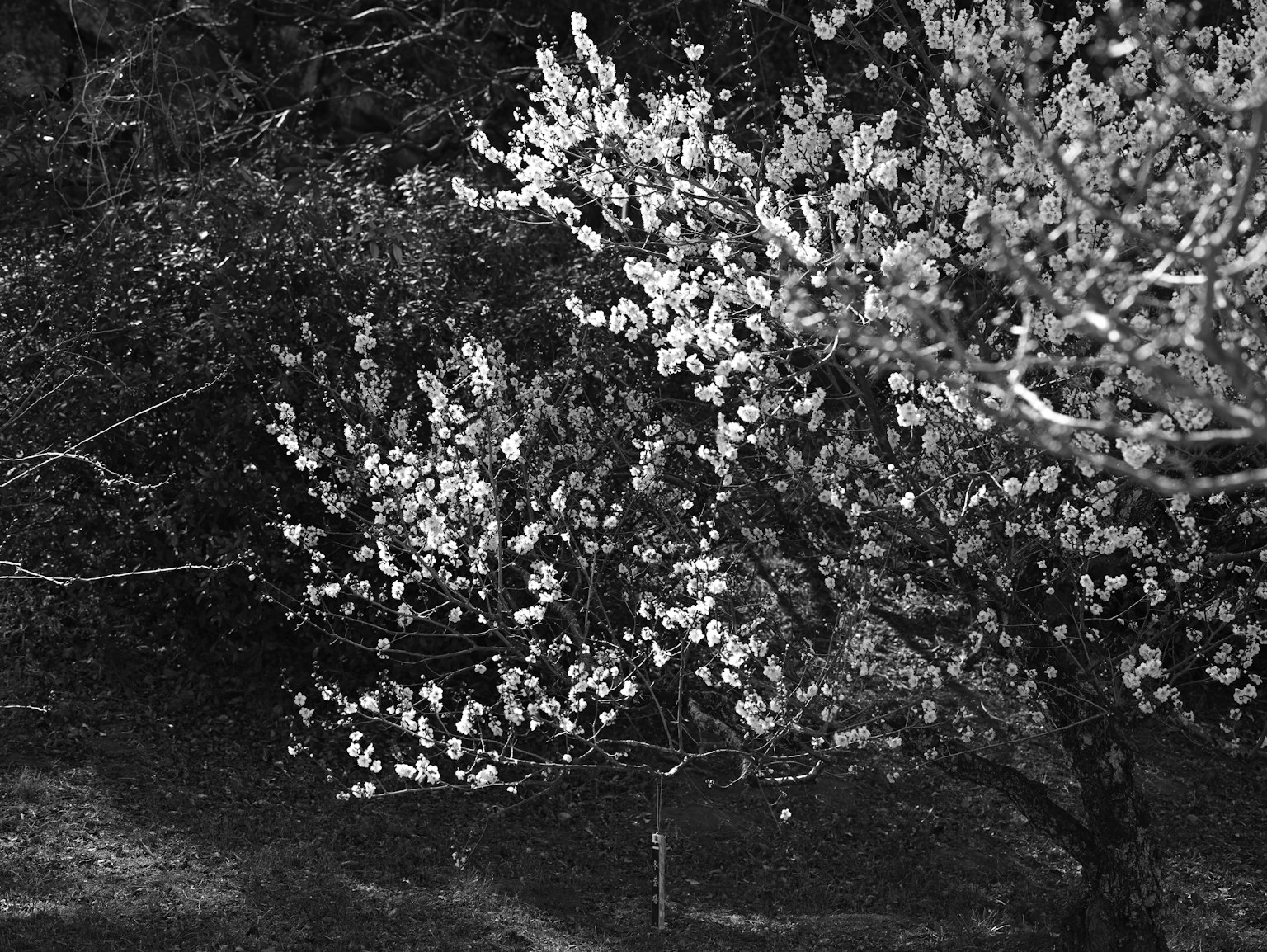 Rami di alberi fioriti con fiori bianchi su uno sfondo scuro