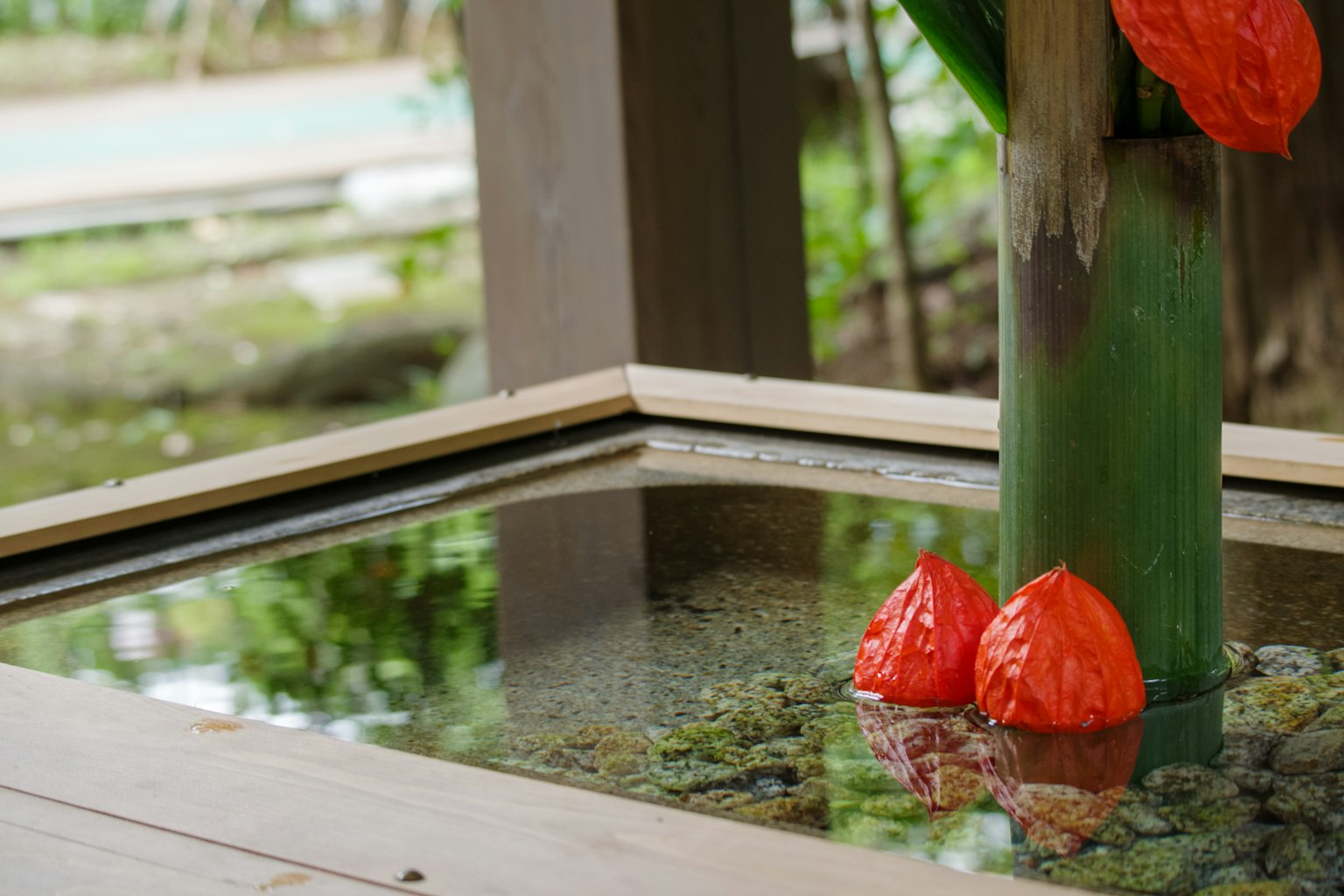 水中倒映的紅色花蕾和綠色莖的特寫
