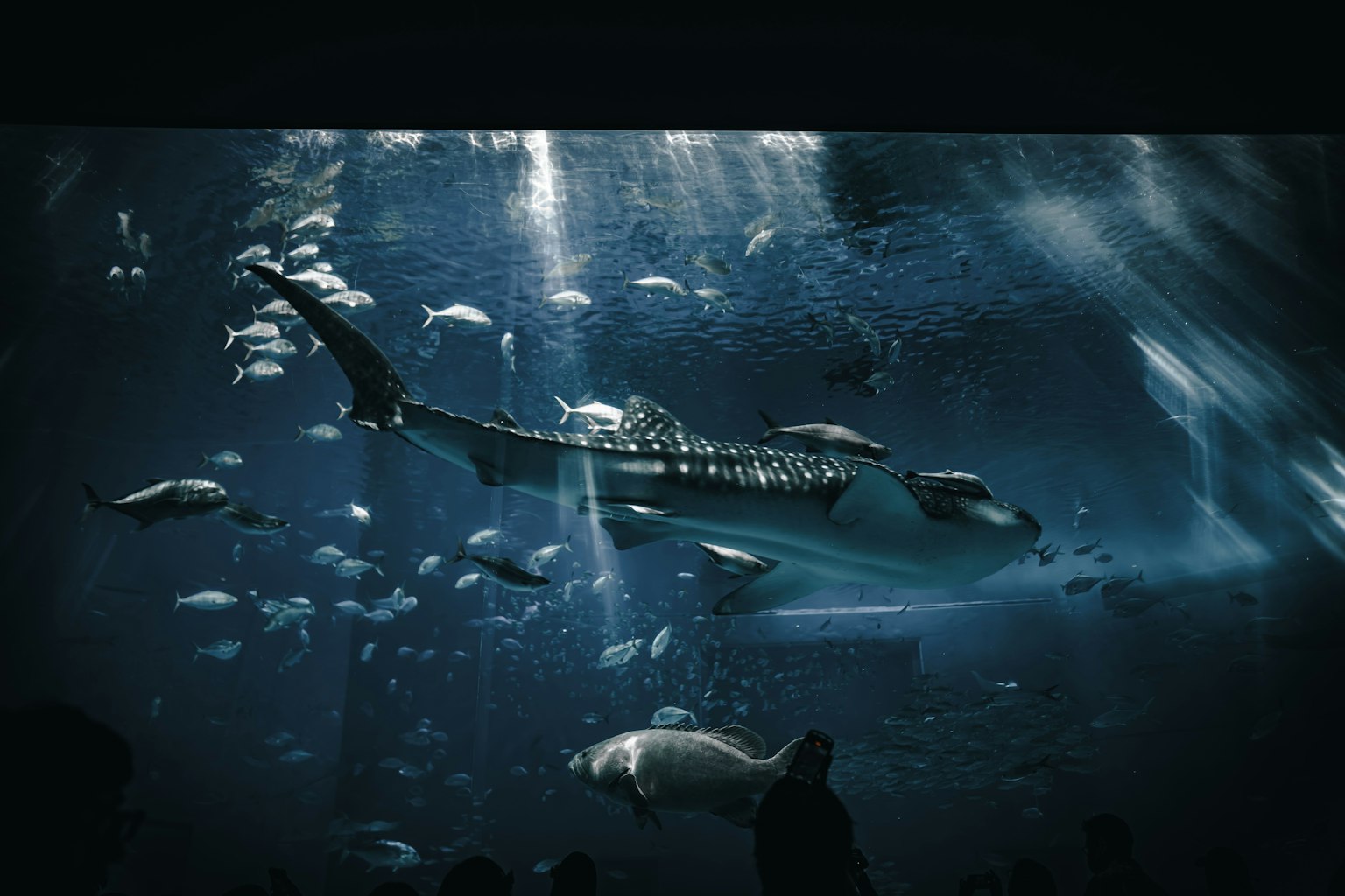 Whale shark swimming in an aquarium surrounded by various fish