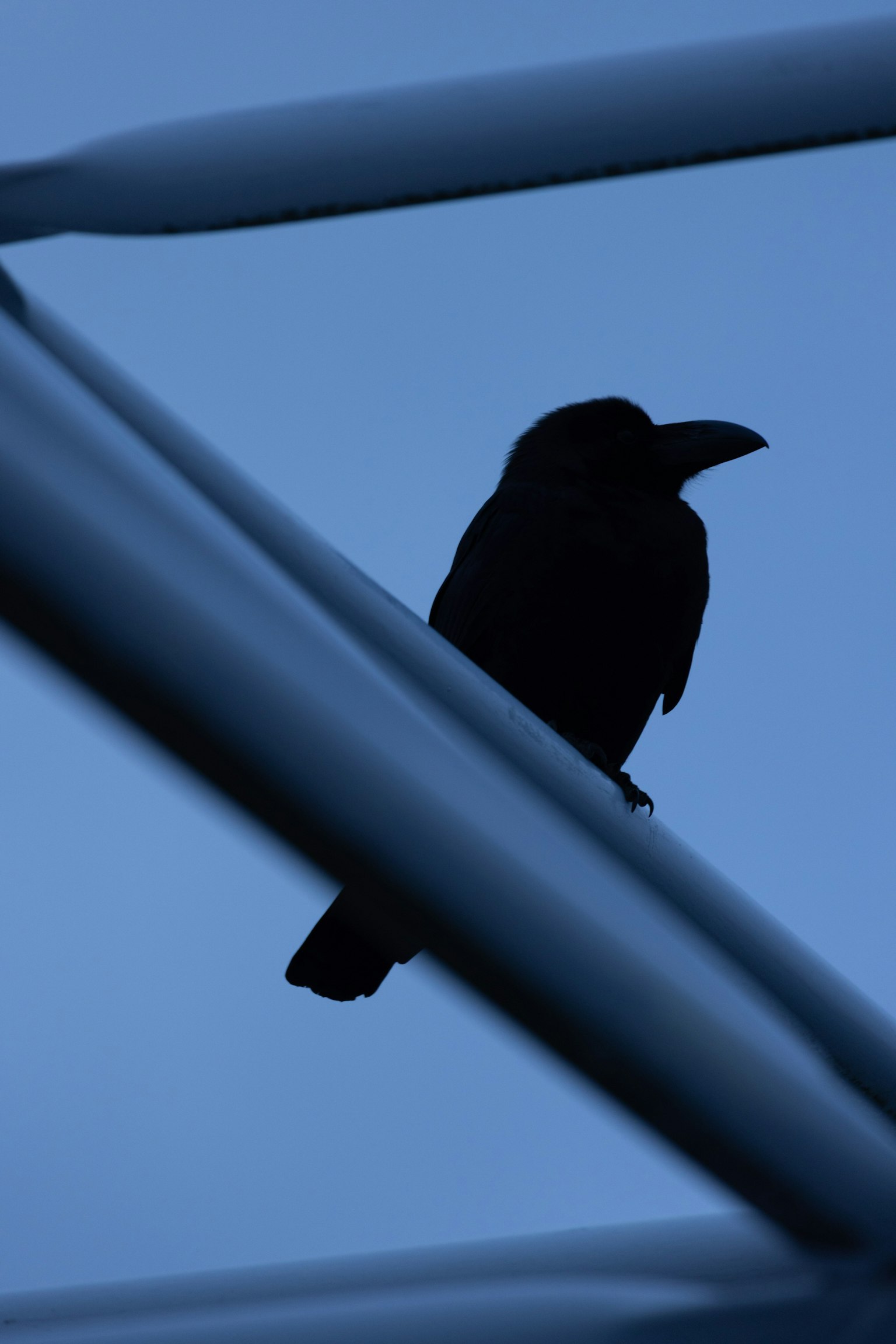 Silhouette của một con chim trên nền xanh