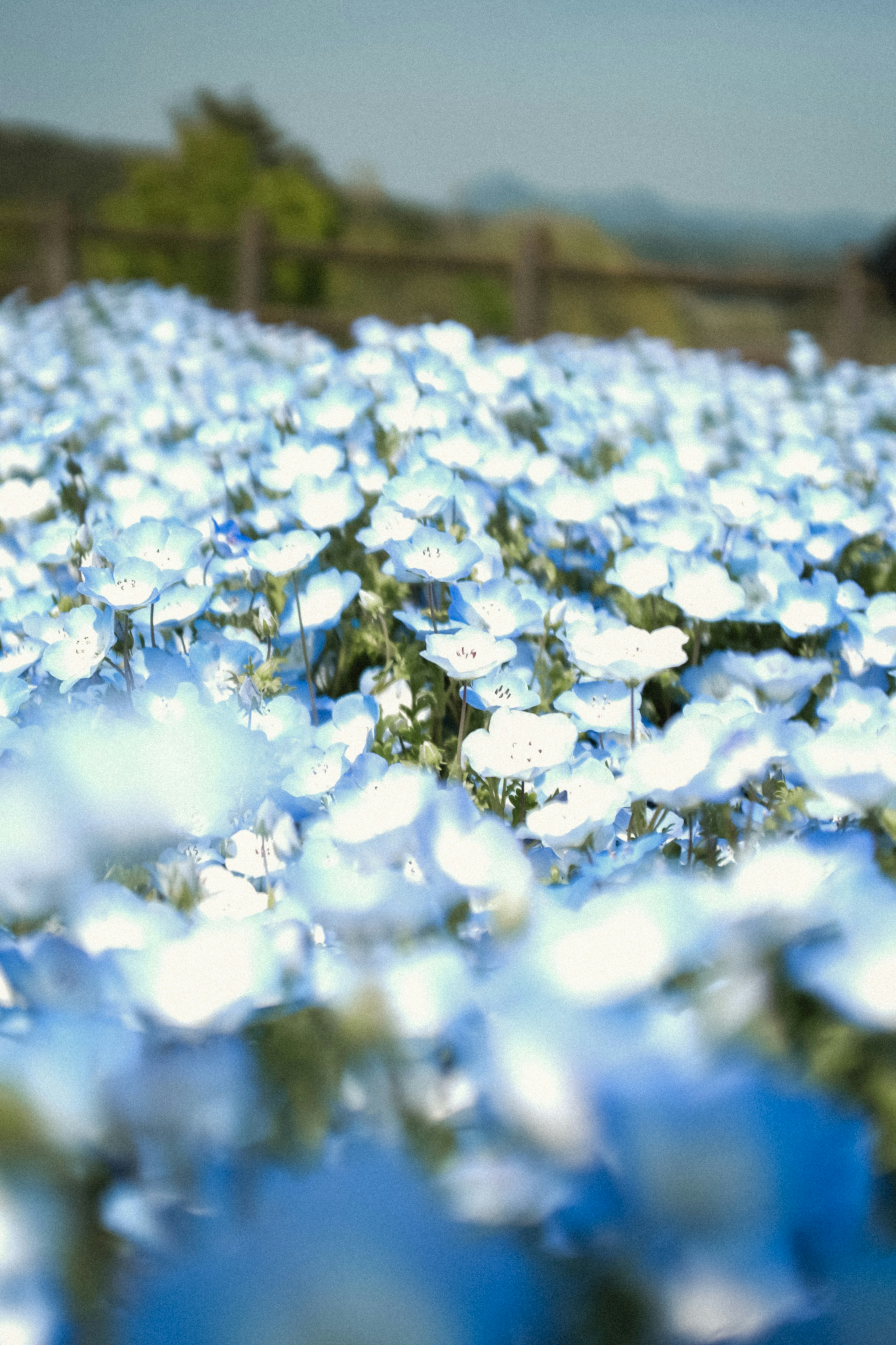 ทุ่งดอกไม้สีฟ้าพร้อมโบเก้