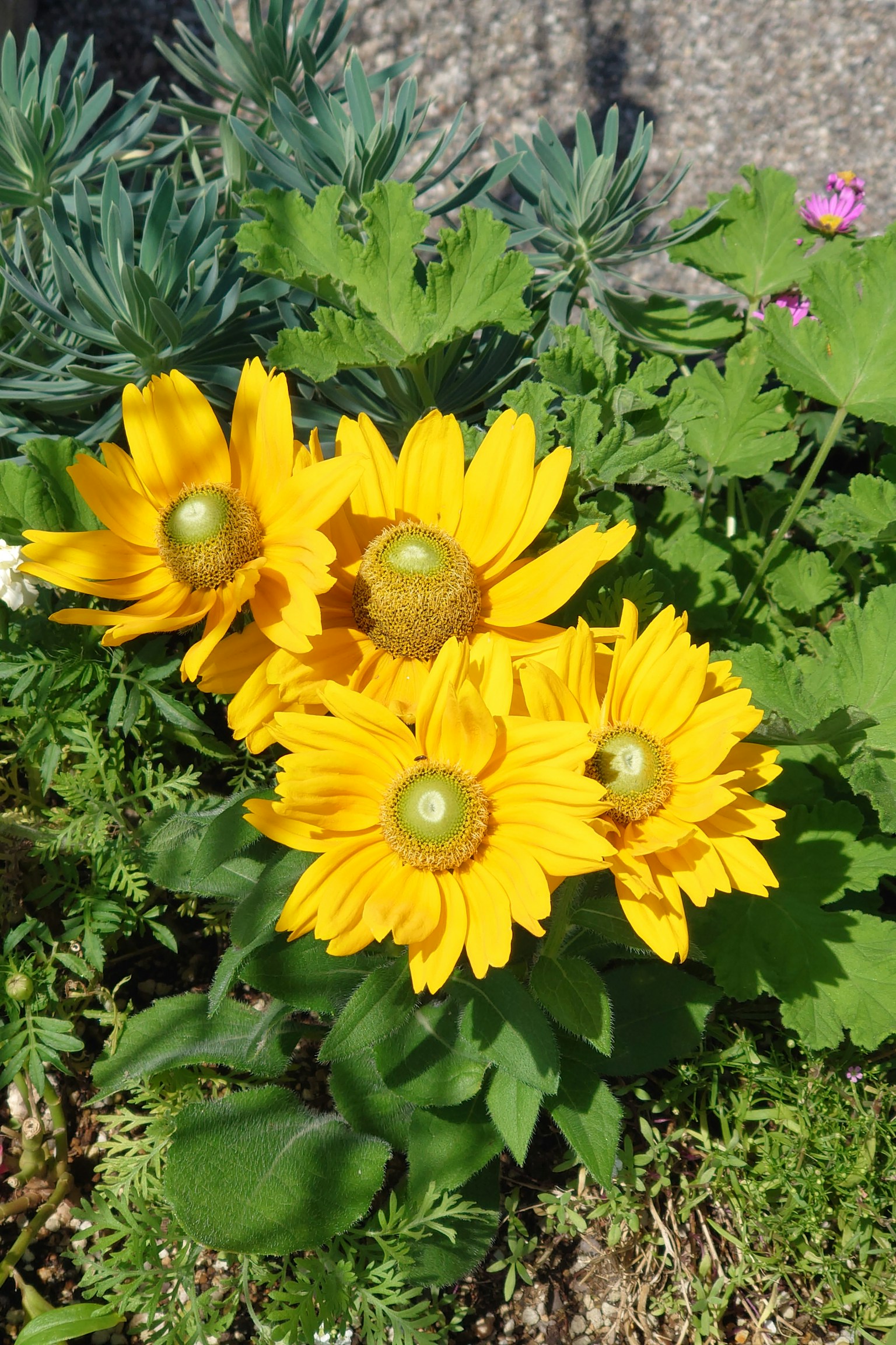 Vibrant yellow flowers blooming among green leaves