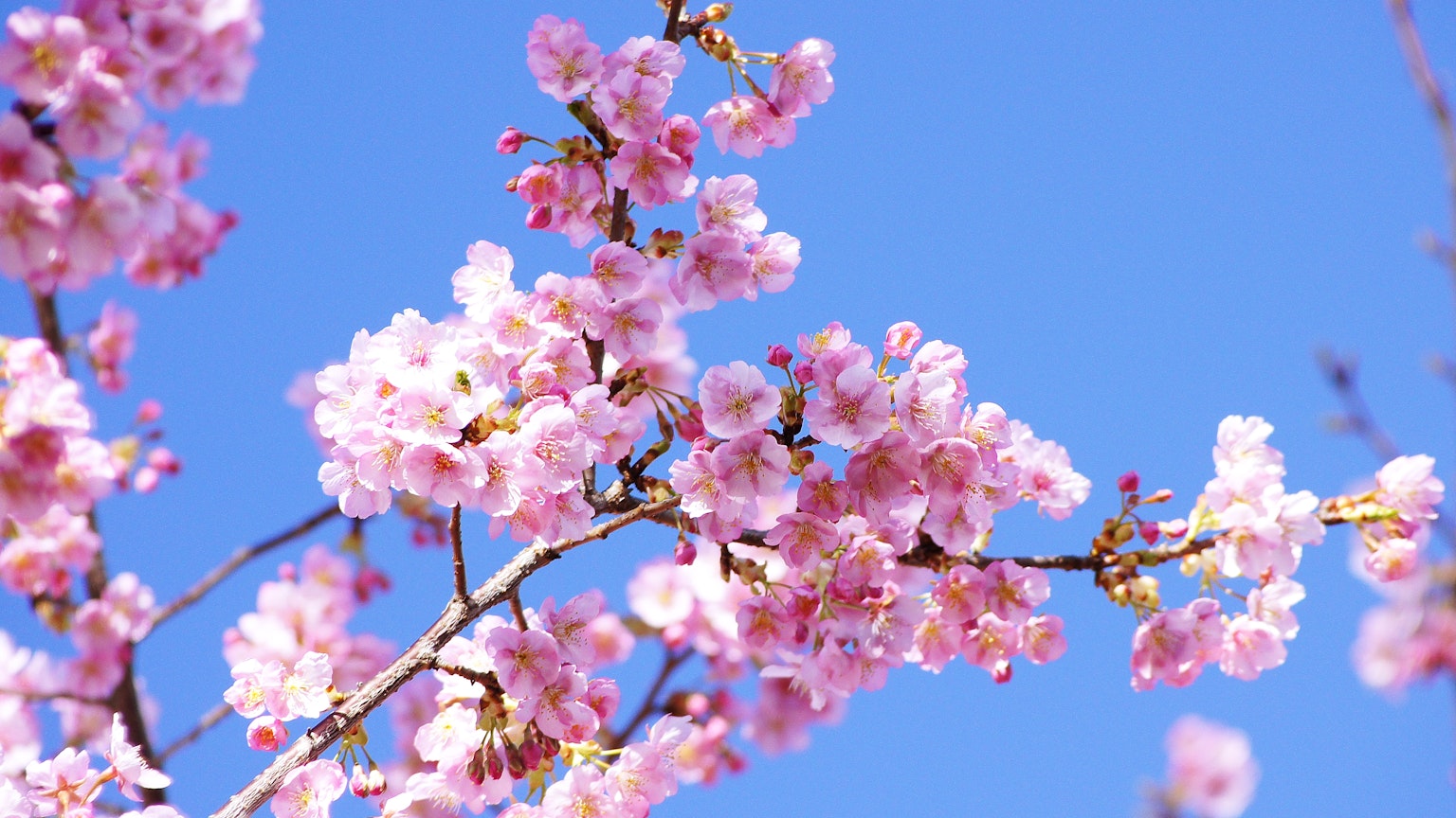 Kedekatan bunga sakura yang mekar di cabang dengan latar belakang langit biru
