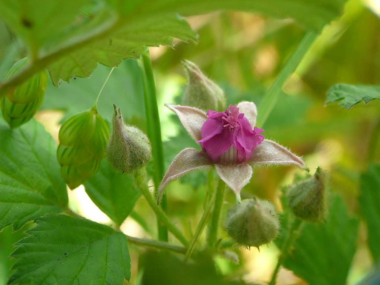 绿色叶子中的粉色花朵和花蕾