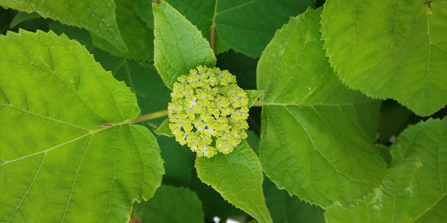 Bocciolo di fiore di ortensia giovane circondato da foglie verdi