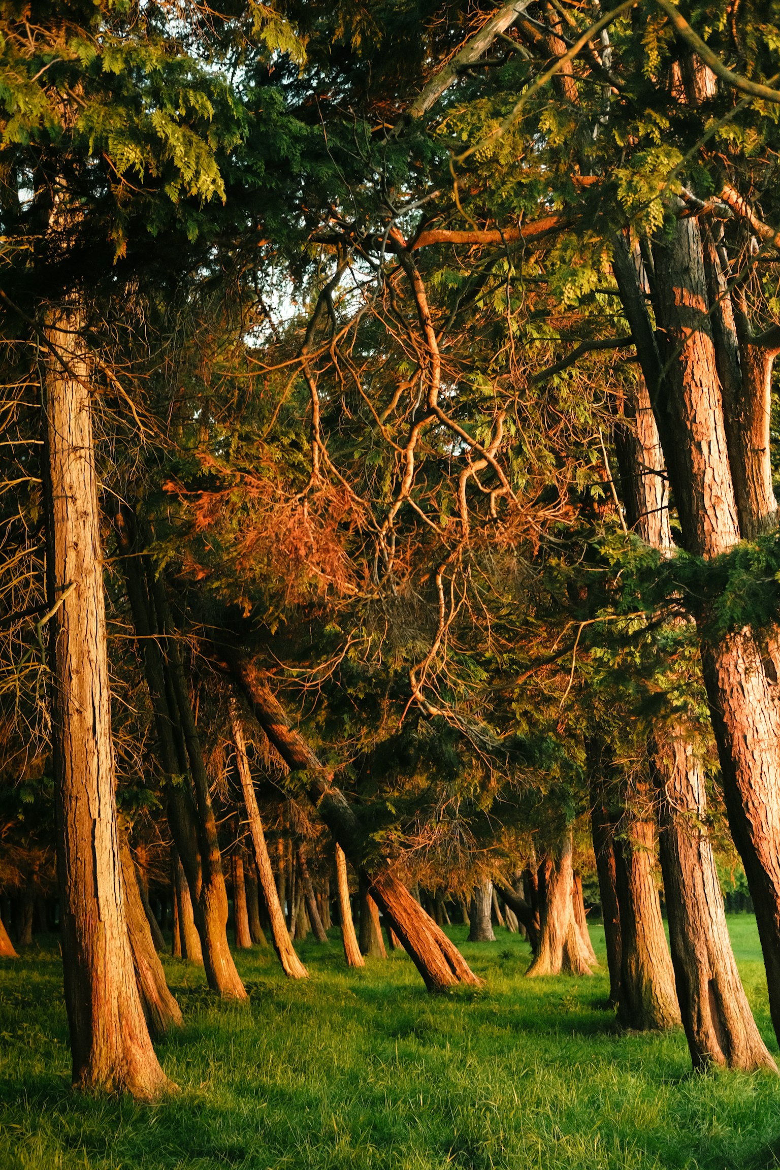 Waldlandschaft mit Bäumen im grünen Gras