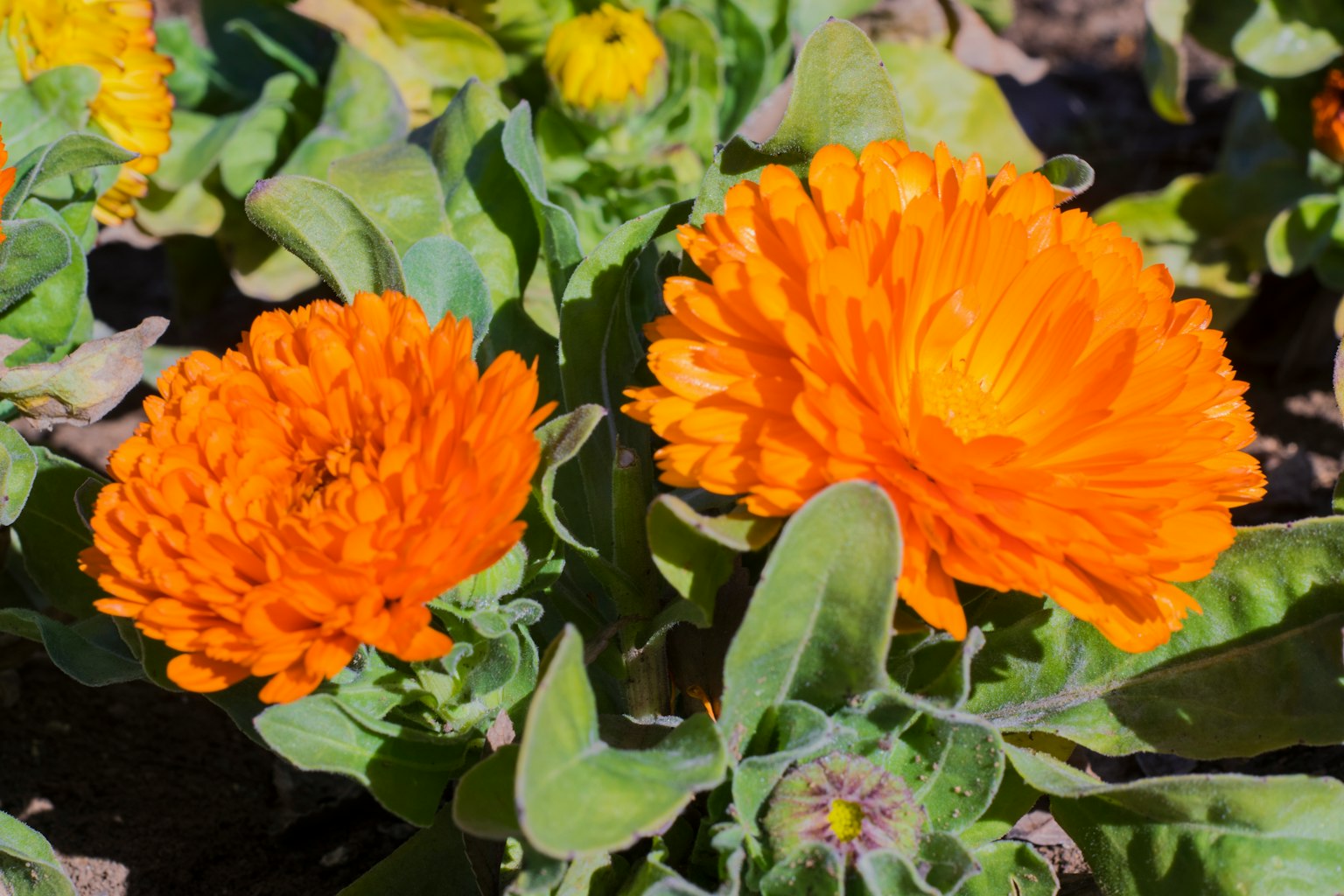 Fleurs orange vif parmi des feuilles vertes