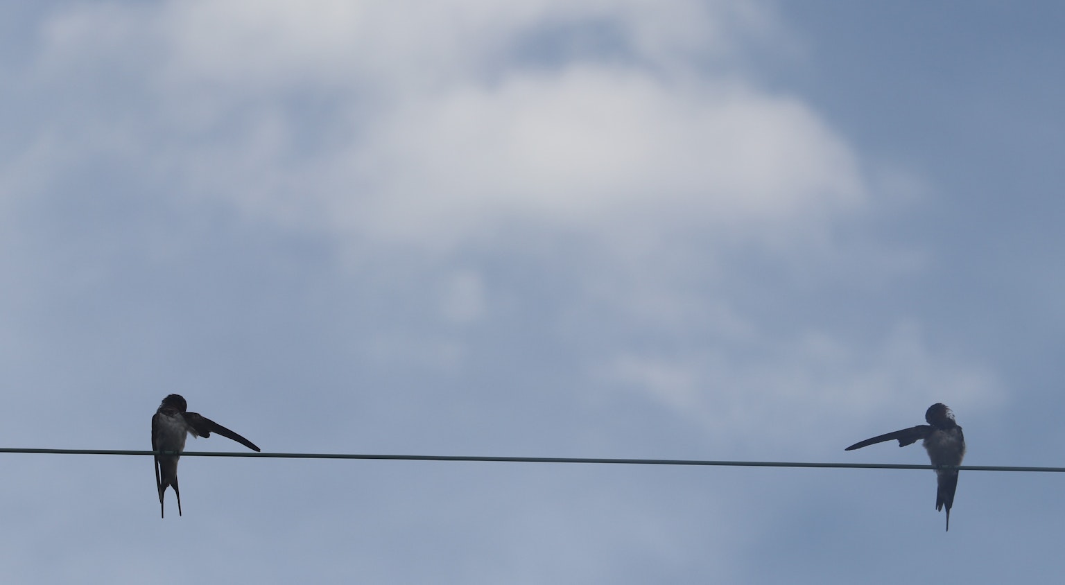 Deux oiseaux perchés sur un fil sous un ciel bleu