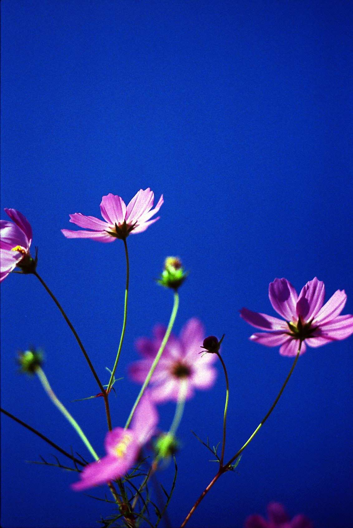 青空を背景に咲くコスモスの花
