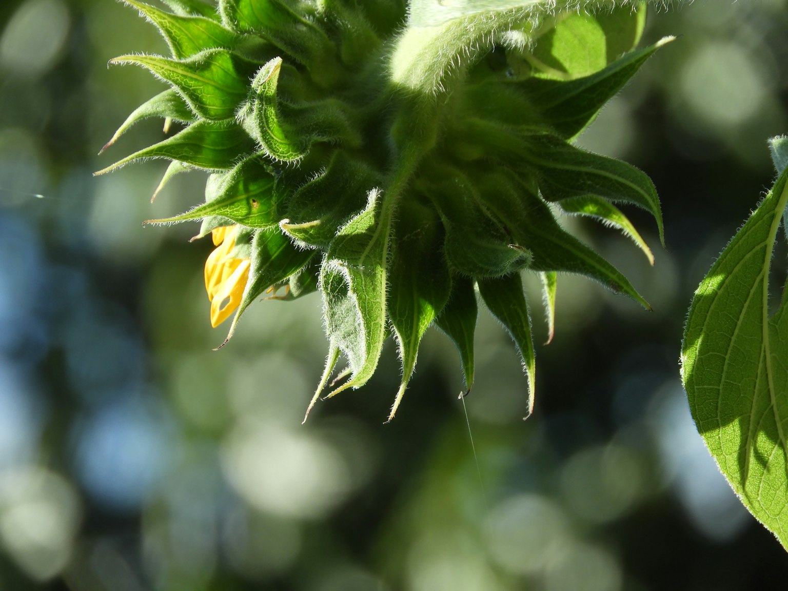 Bocciolo di girasole circondato da foglie verdi