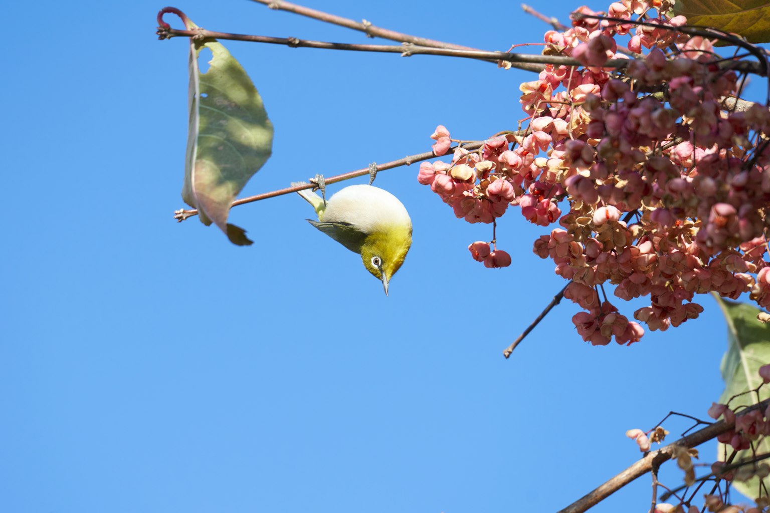 Un petit oiseau suspendu à l'envers sur une branche avec des fleurs roses sous un ciel bleu