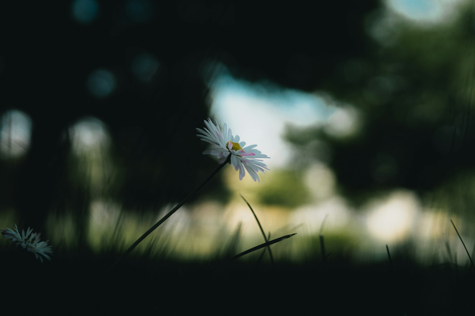 Nahaufnahme einer weißen Blume, die zwischen grünem Gras blüht, mit einem verschwommenen grünen Hintergrund