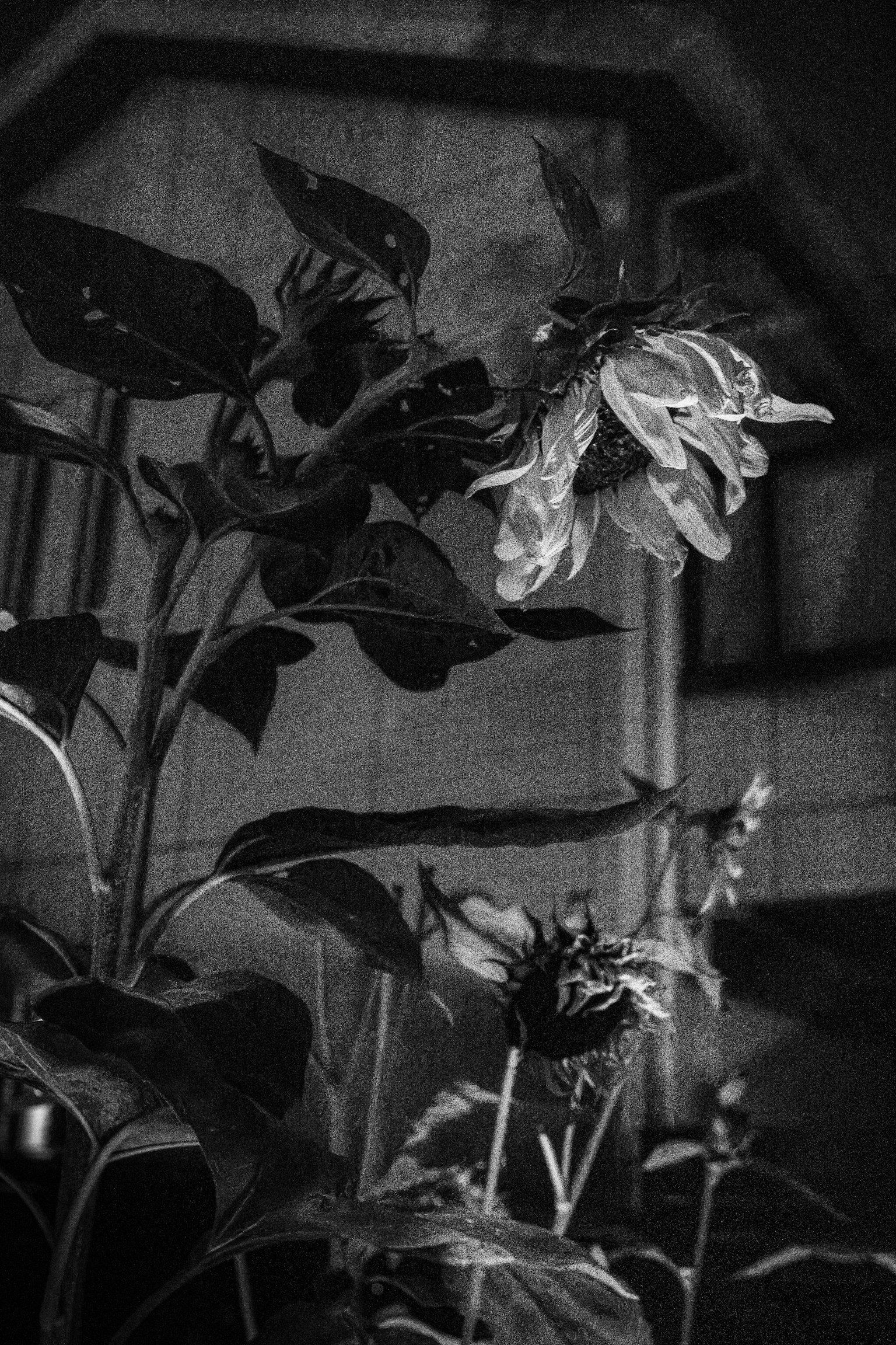 白黒の花のクローズアップ、背景にぼんやりとした建物が見える