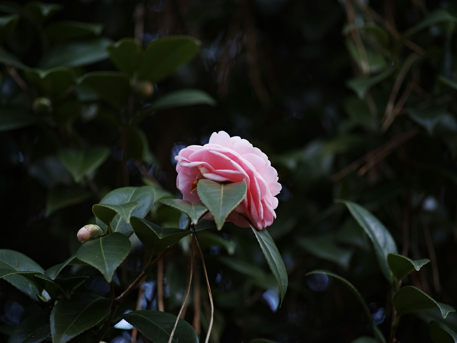 Une fleur rose clair émerge à travers des feuilles vertes
