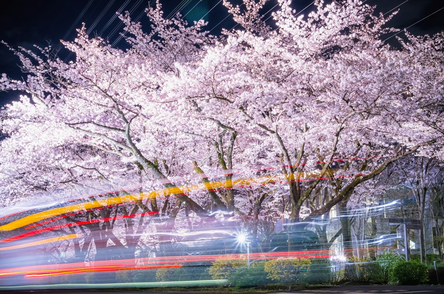 Kirschbaum bei Nacht mit Lichtspuren