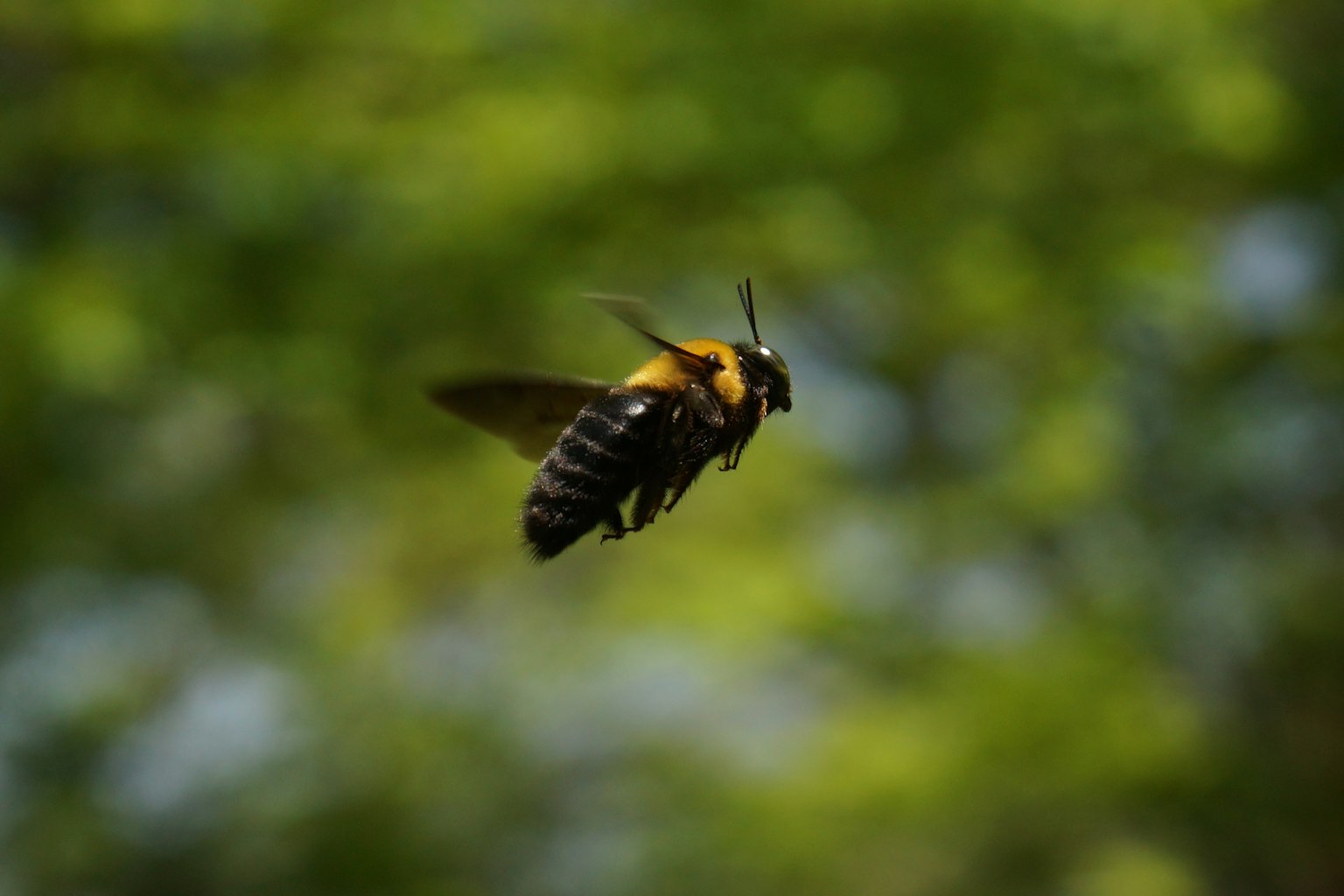 Image en gros plan d'une abeille volant avec un arrière-plan vert flou