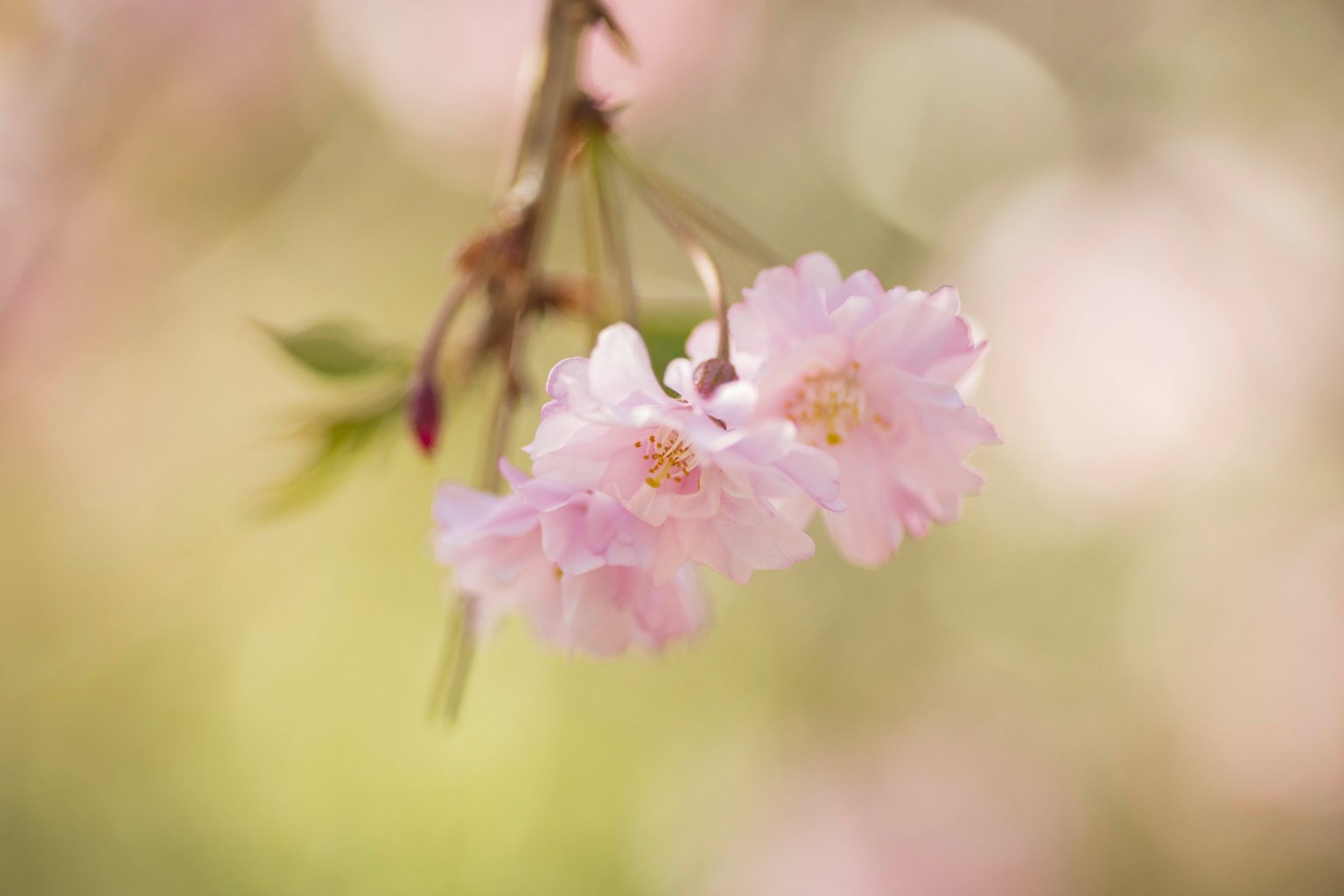 Nahaufnahme von blassen rosa Blumen an einem Zweig