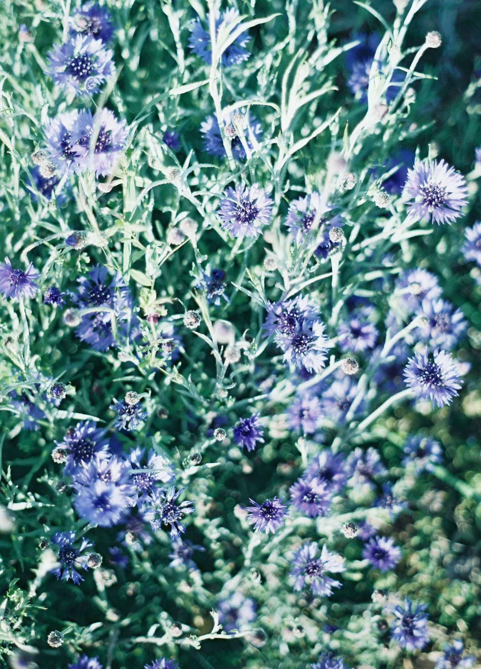 massif de fleurs bleues en pleine floraison