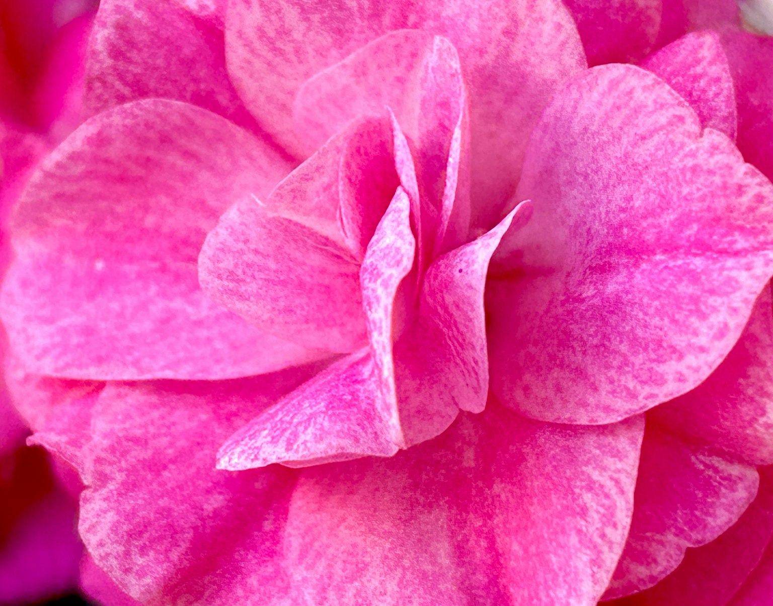 Gros plan d'une fleur rose vibrante avec des pétales qui se chevauchent