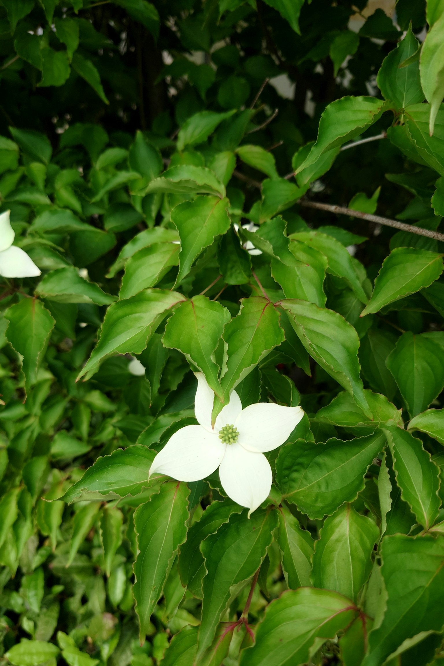 Primer plano de una flor blanca rodeada de hojas verdes