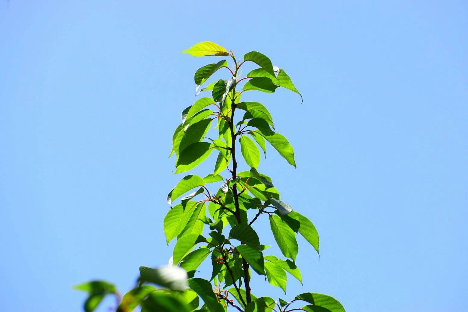 Green leaves reaching high under a blue sky