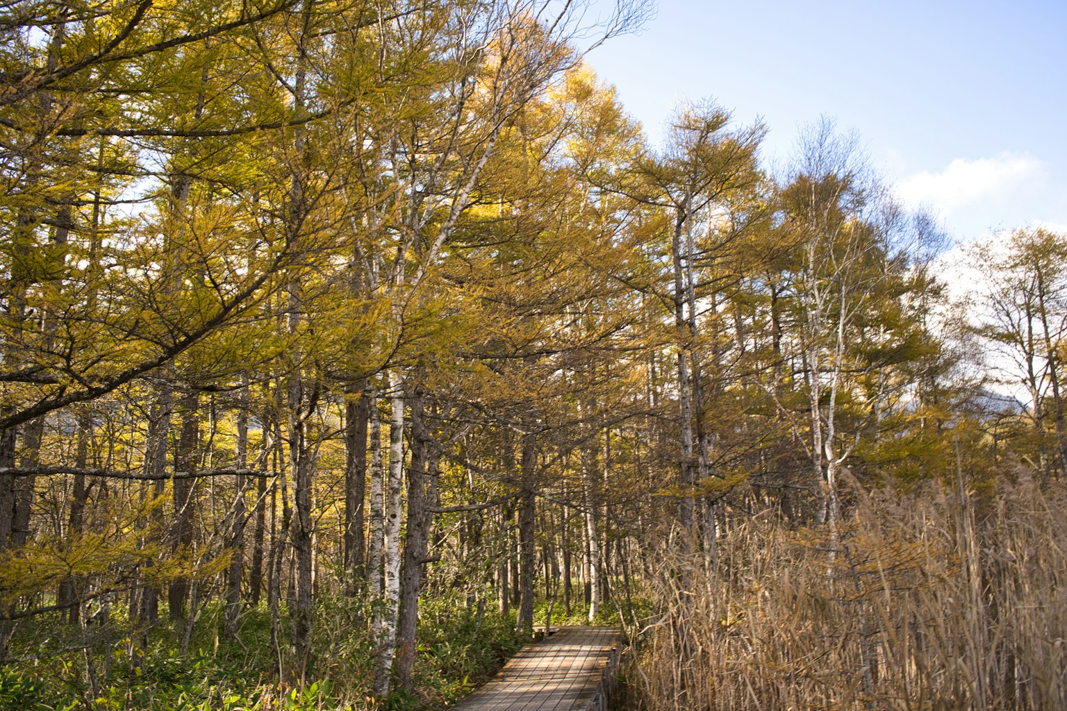Weg durch einen Wald mit goldenem Laub