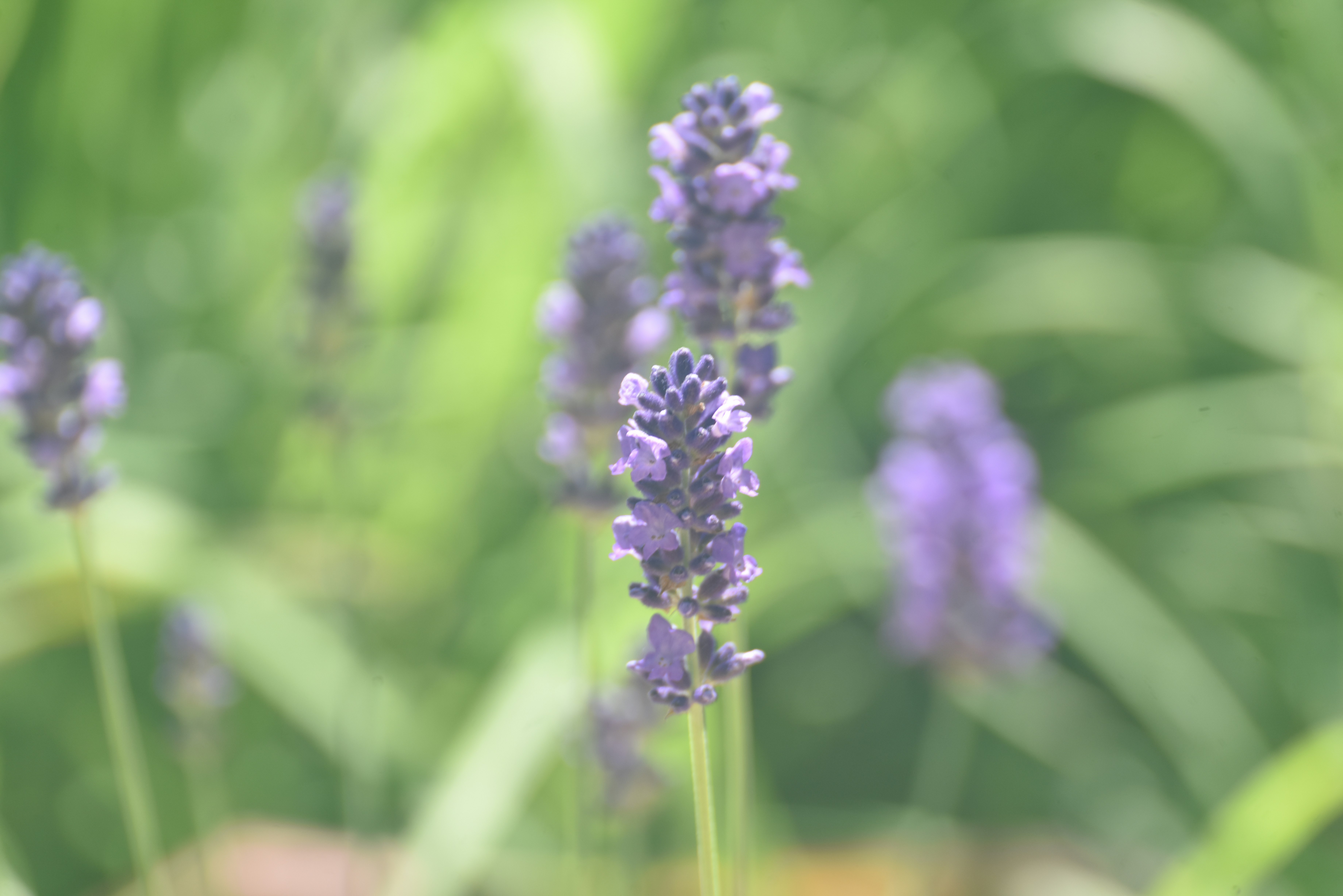 ラベンダーの花が咲く草地のボケ背景