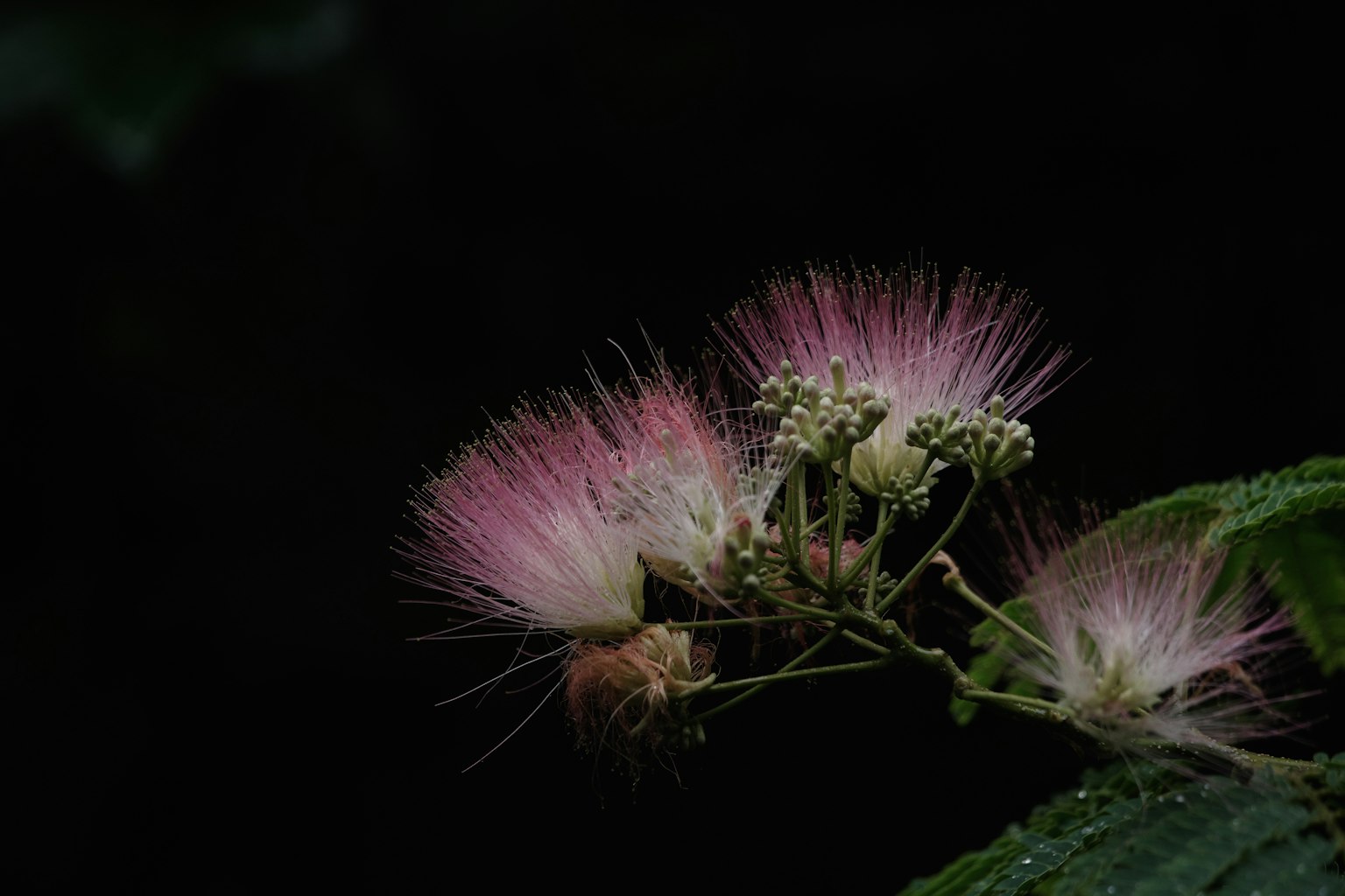 Pink fluffy flowers with green leaves against a dark background