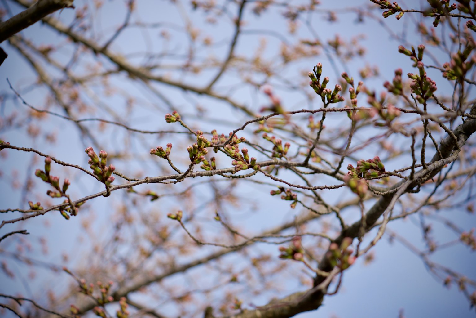 Ramas de cerezo con flores en brote contra un cielo azul