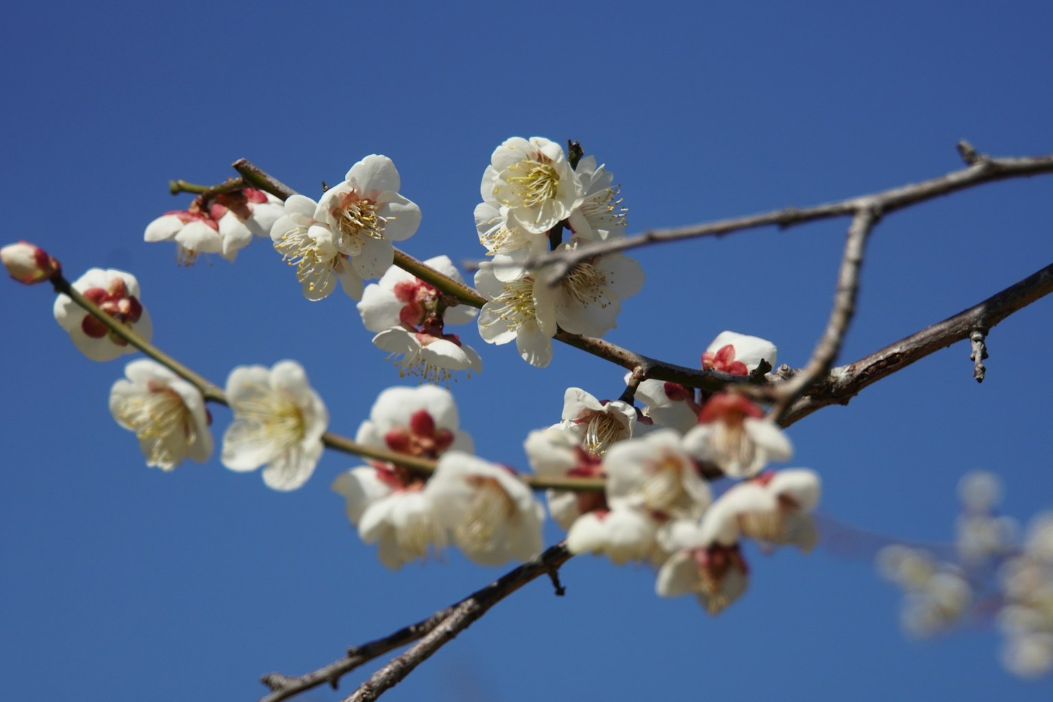 Cabang bunga plum dengan bunga putih di latar belakang langit biru