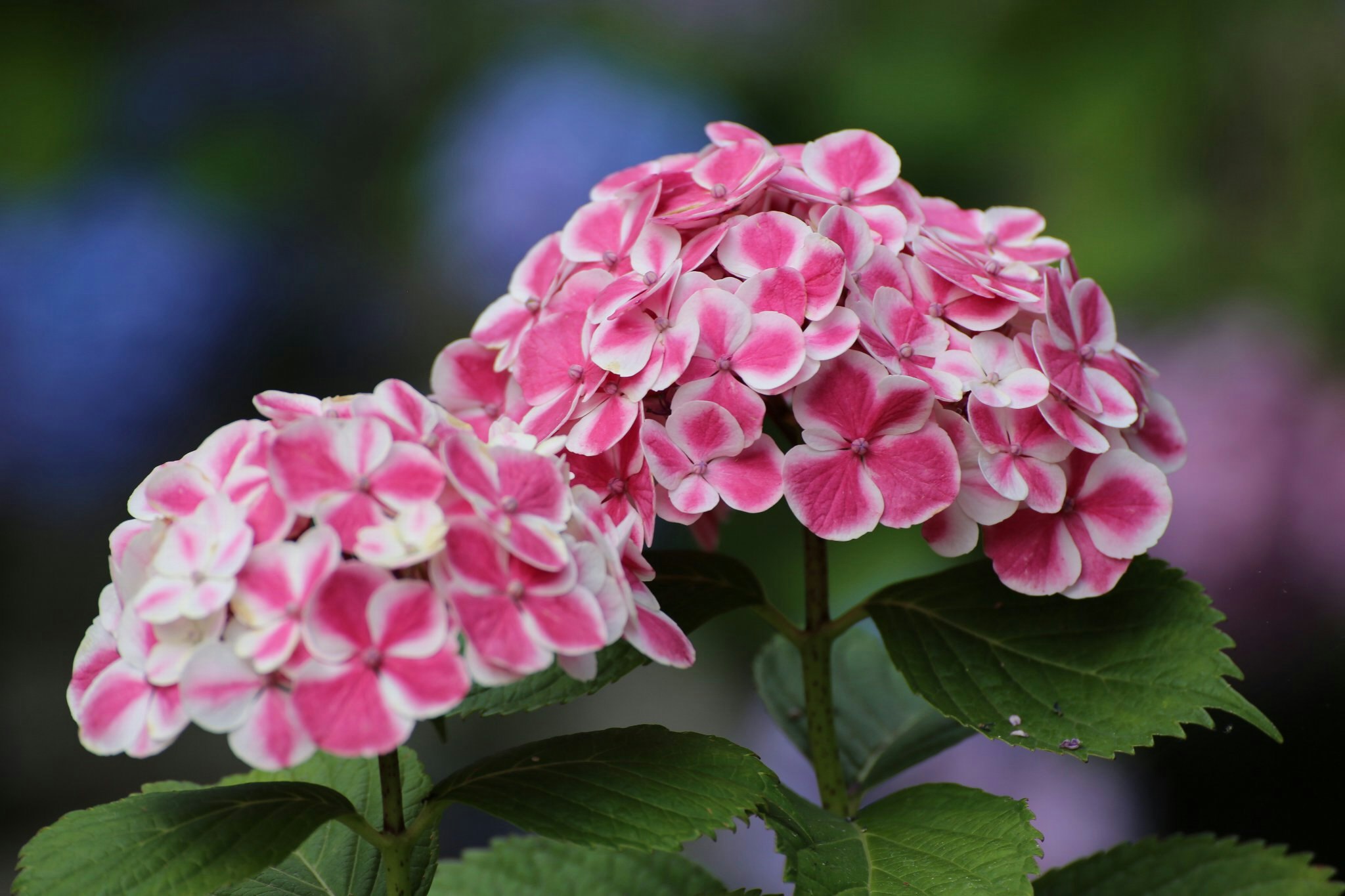Close-up of pink hydrangea flowers and leaves