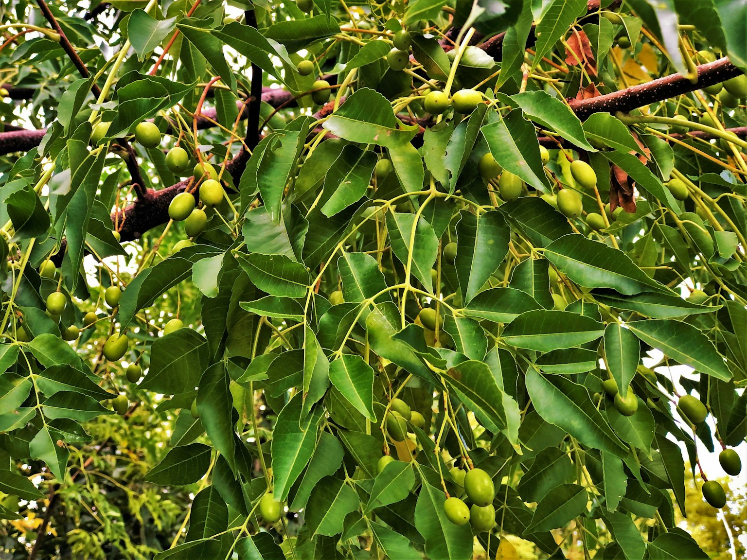 Branch with abundant green leaves and small fruits