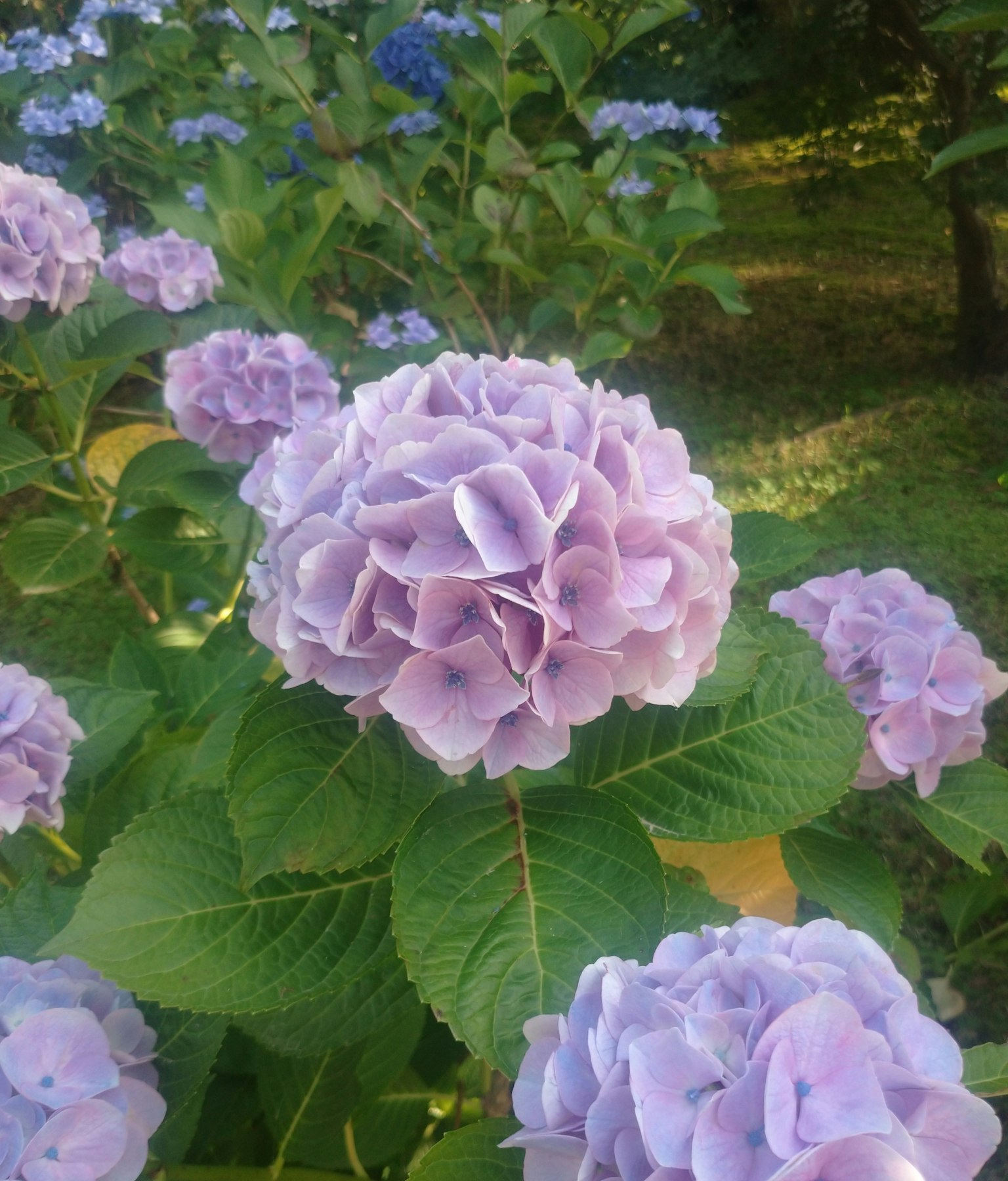 花园中一簇紫色绣球花