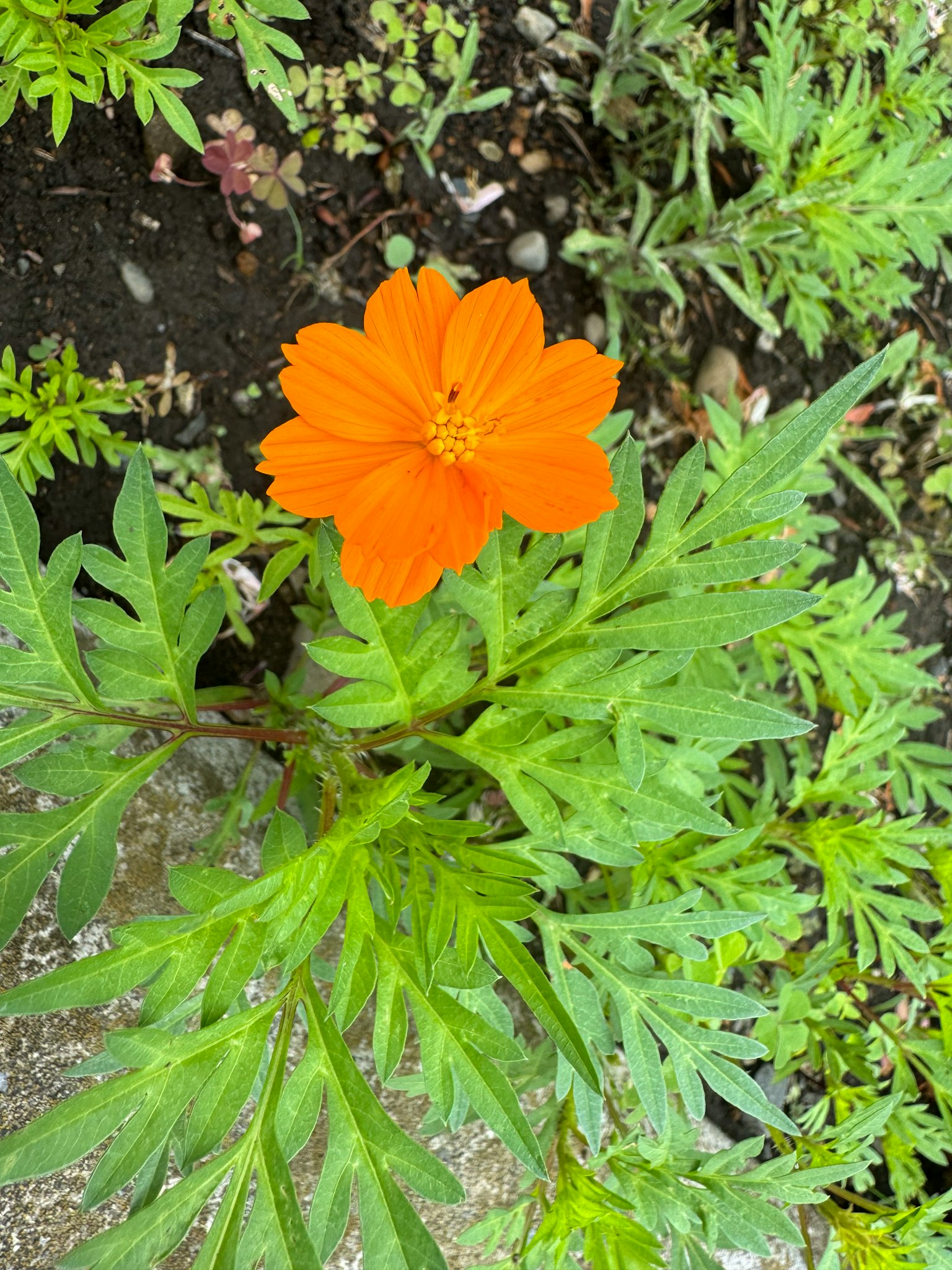 Vibrant orange flower with green leaves in a garden setting
