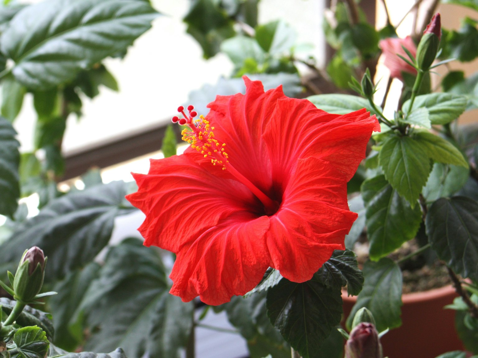 Fiore di ibisco rosso vibrante che fiorisce tra le foglie verdi