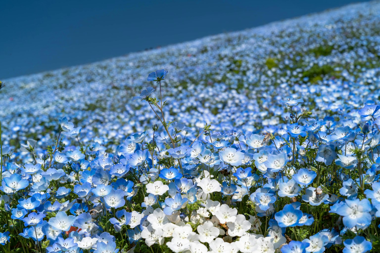 ทิวทัศน์ของดอกไม้สีน้ำเงินและสีขาวที่เบ่งบาน