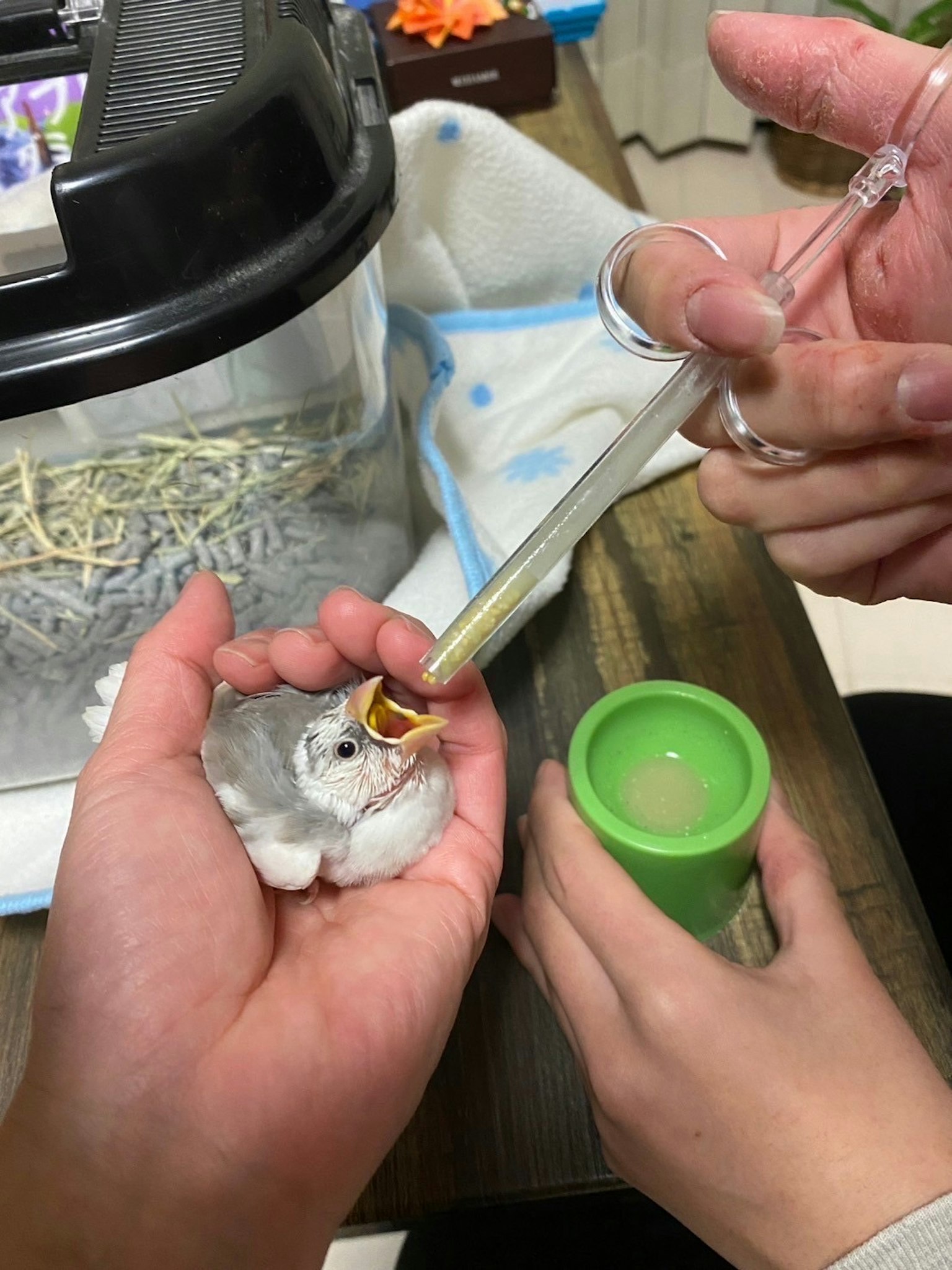 Memberi makan anak burung kecil dengan pipet dan wadah hijau