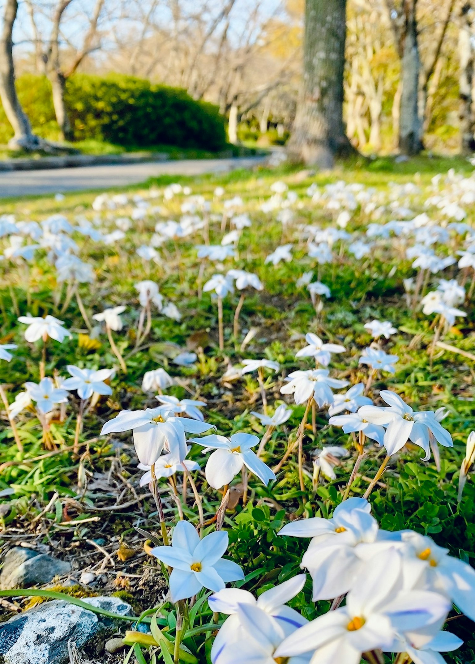 Ein Feld mit weißen Blumen auf grünem Gras mit Bäumen im Hintergrund