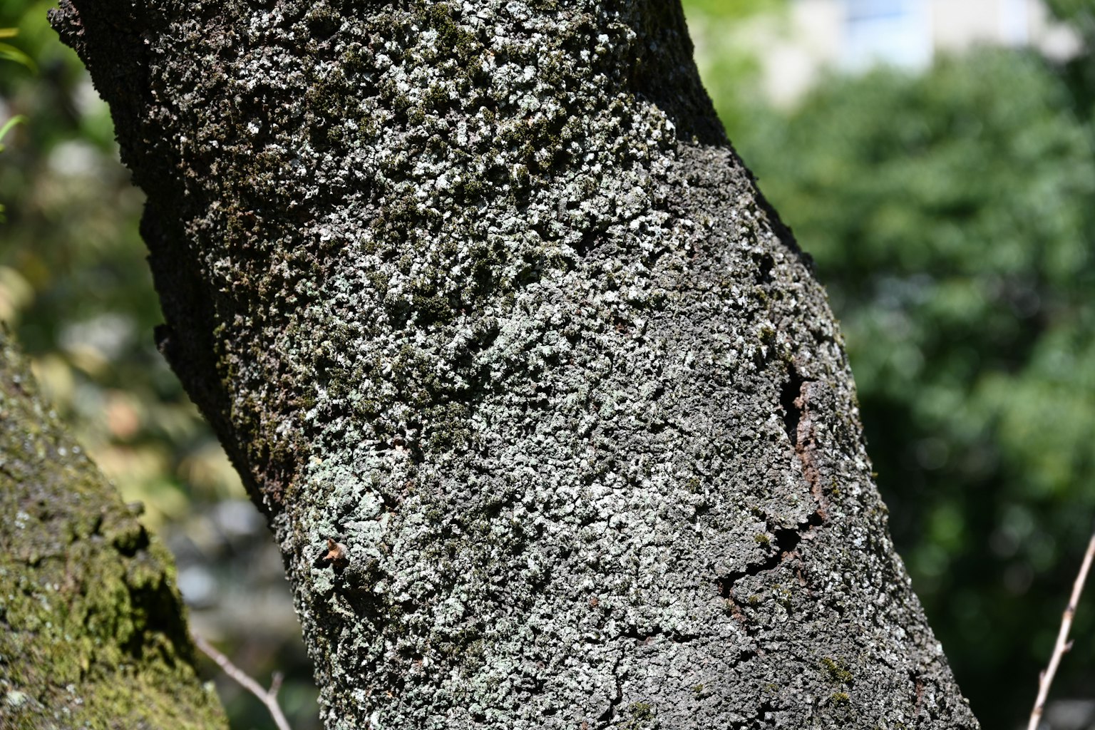 Close-up of a tree trunk showing texture and moss with a green background