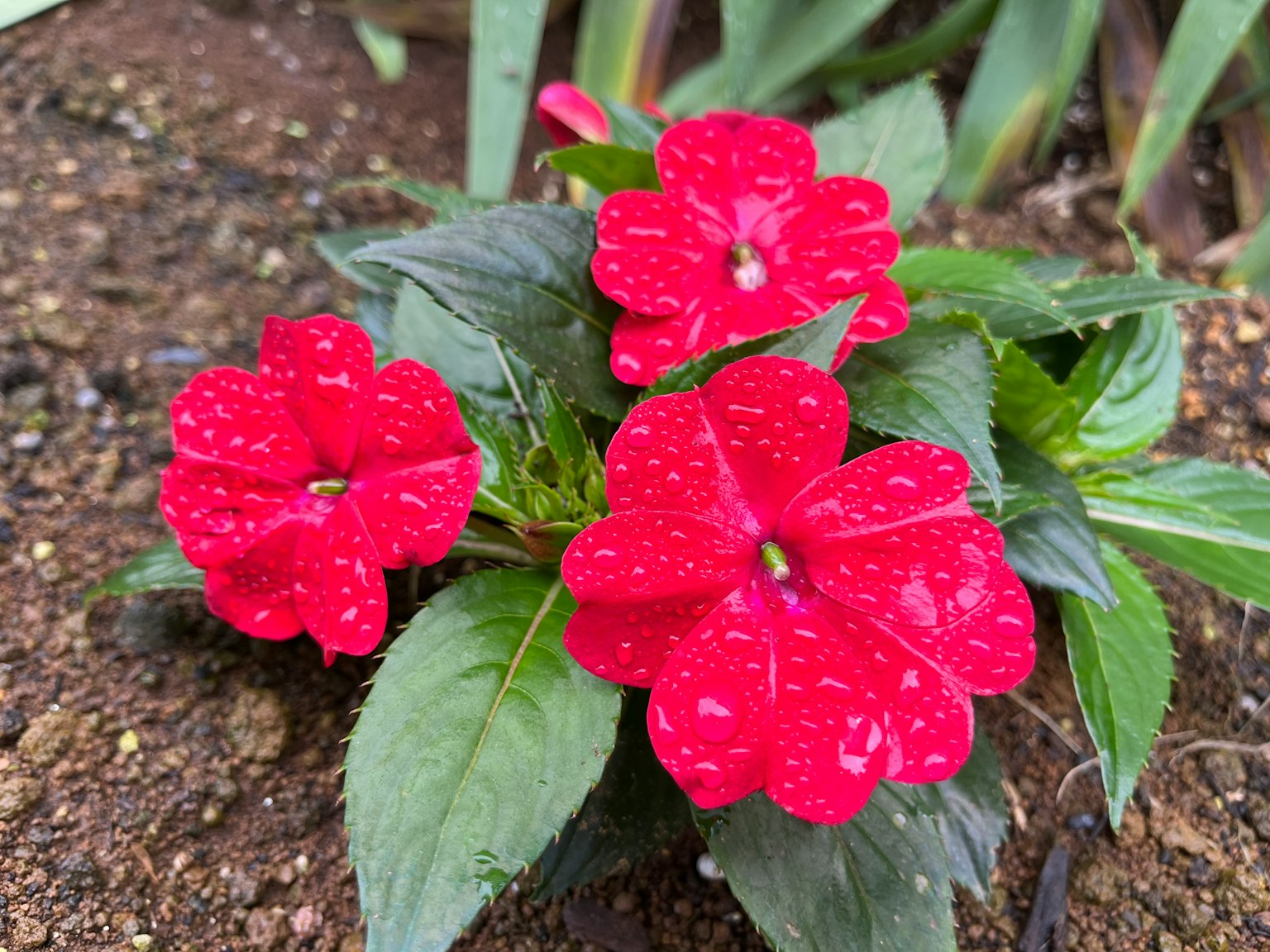 Tiga bunga impatiens merah cerah dengan tetesan air di kelopaknya dikelilingi daun hijau